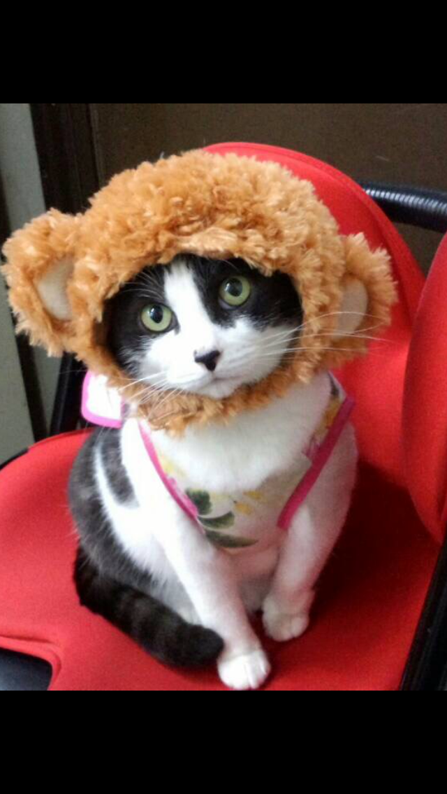 わんにゃんサイトの猫の写真