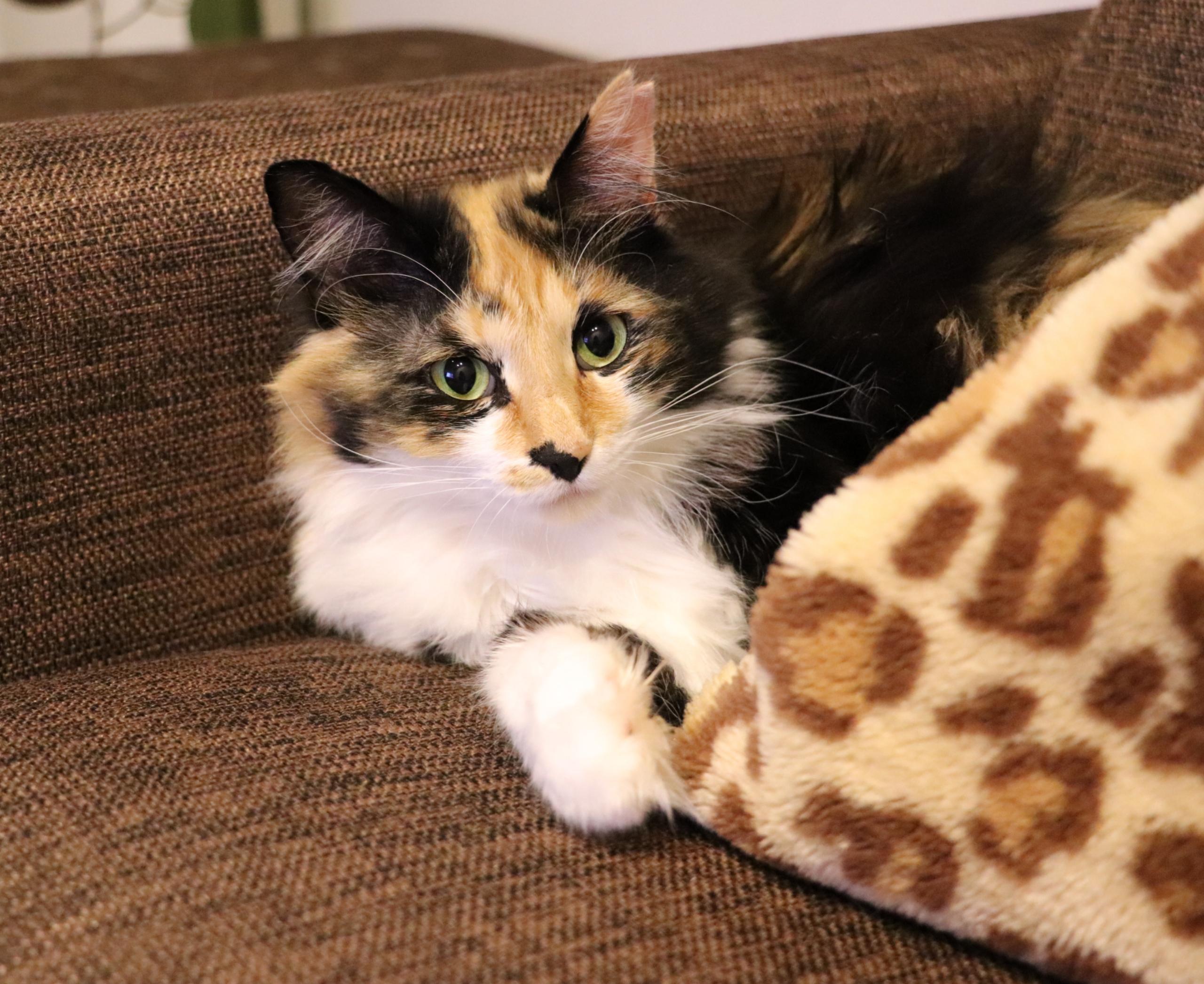 わんにゃんサイトの猫の写真