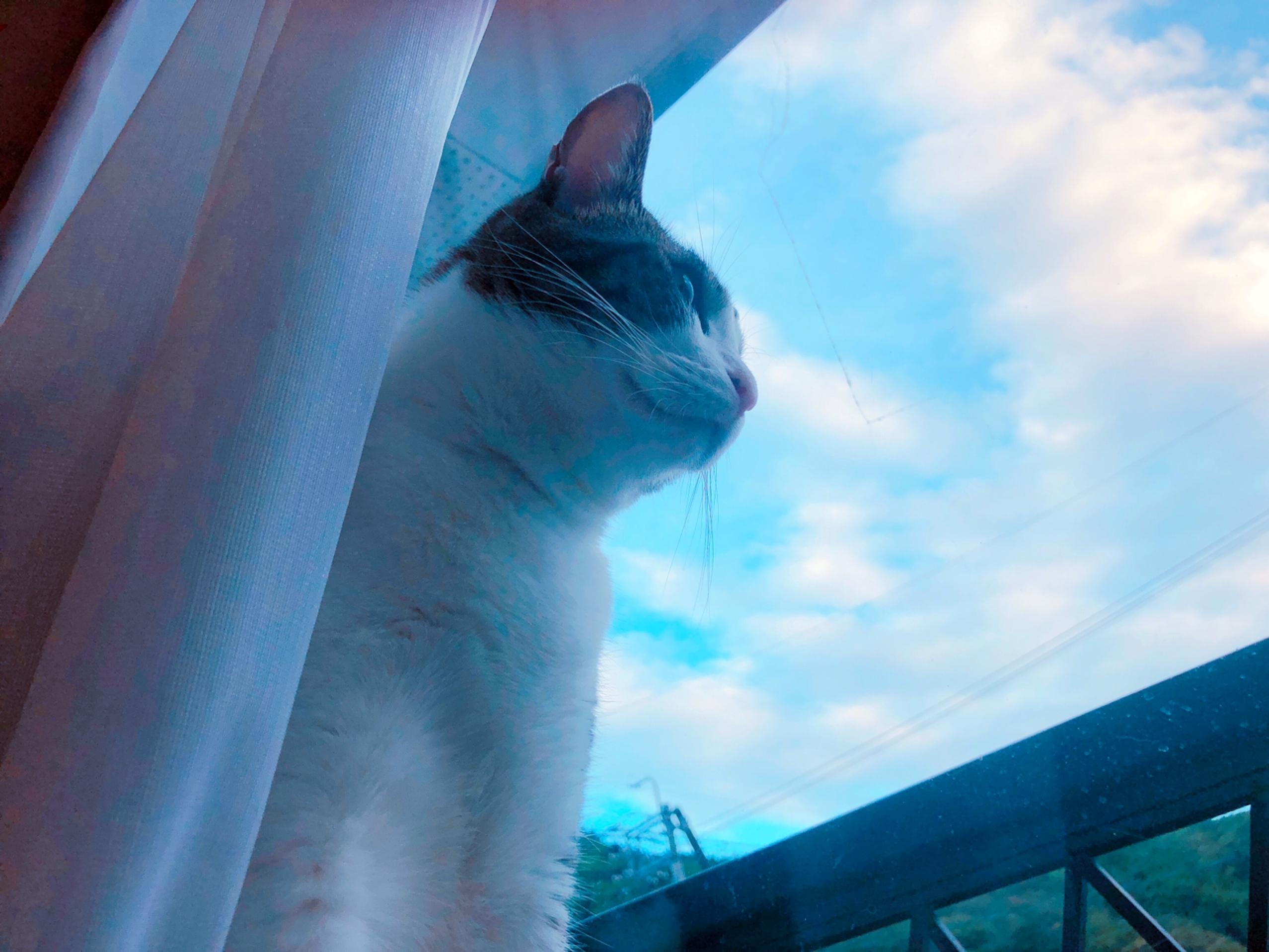 わんにゃんサイトの猫の写真