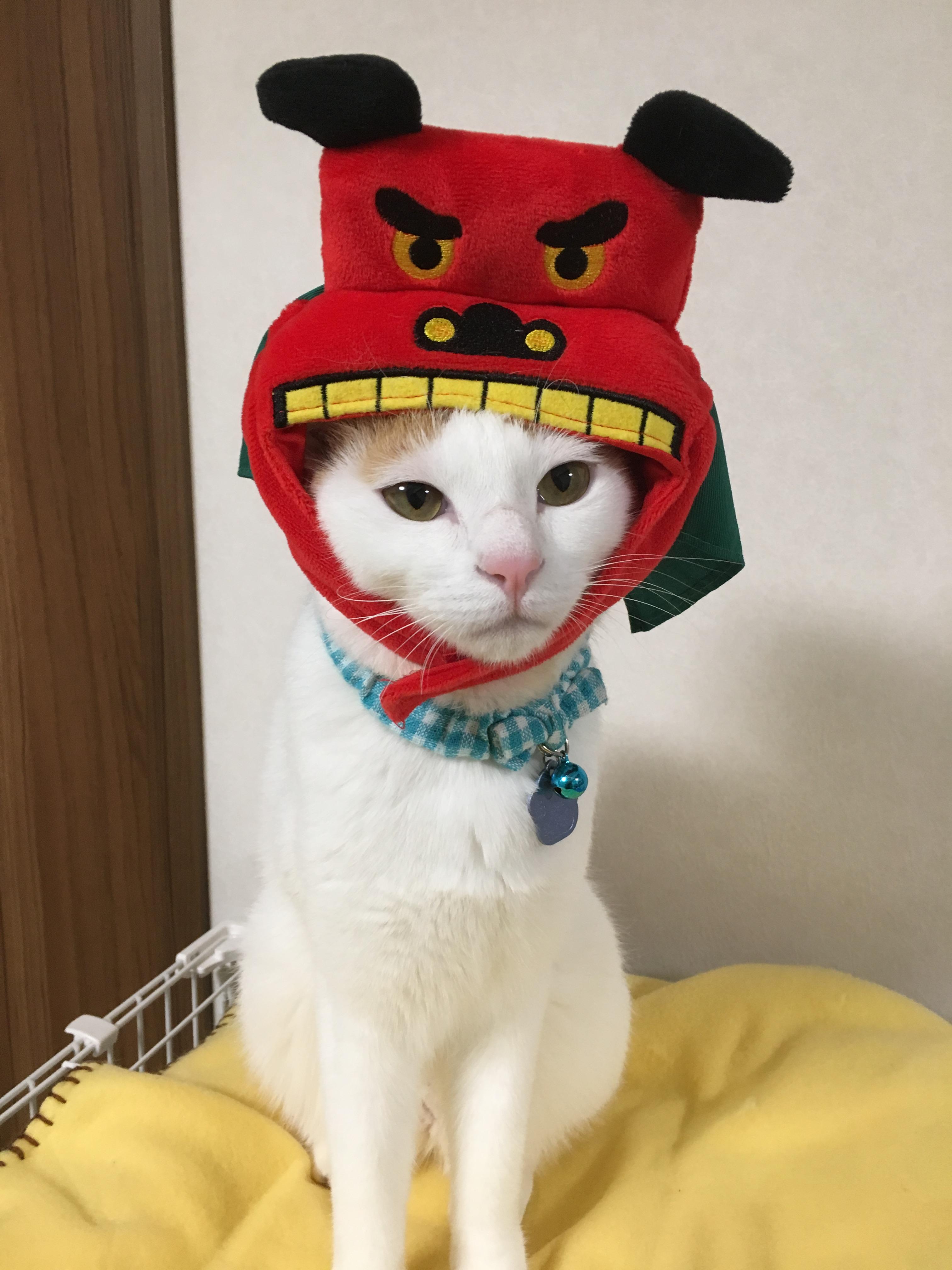 わんにゃんサイトの猫の写真