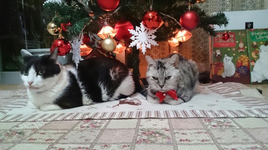 わんにゃんサイトの猫の写真