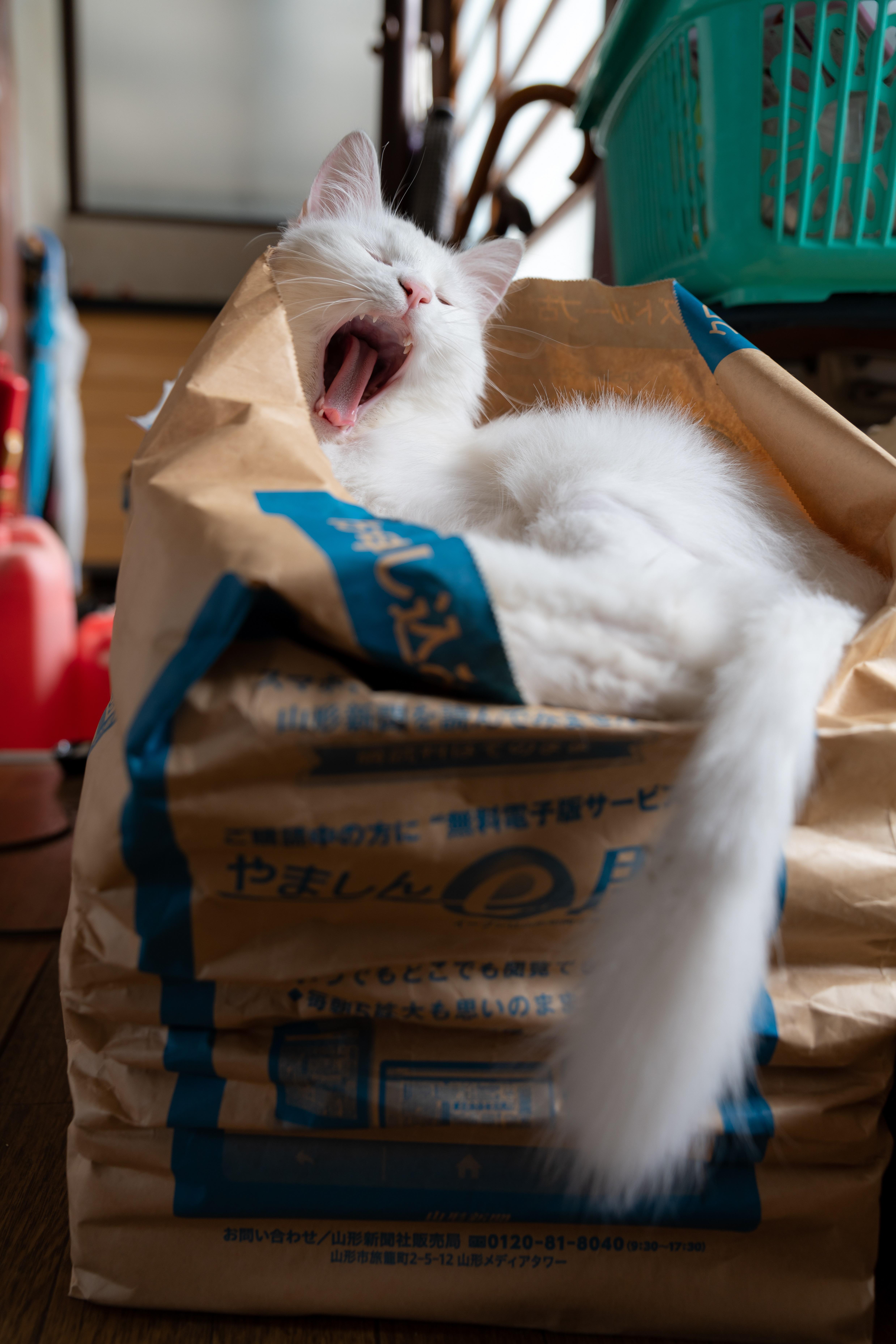 わんにゃんサイトの猫の写真