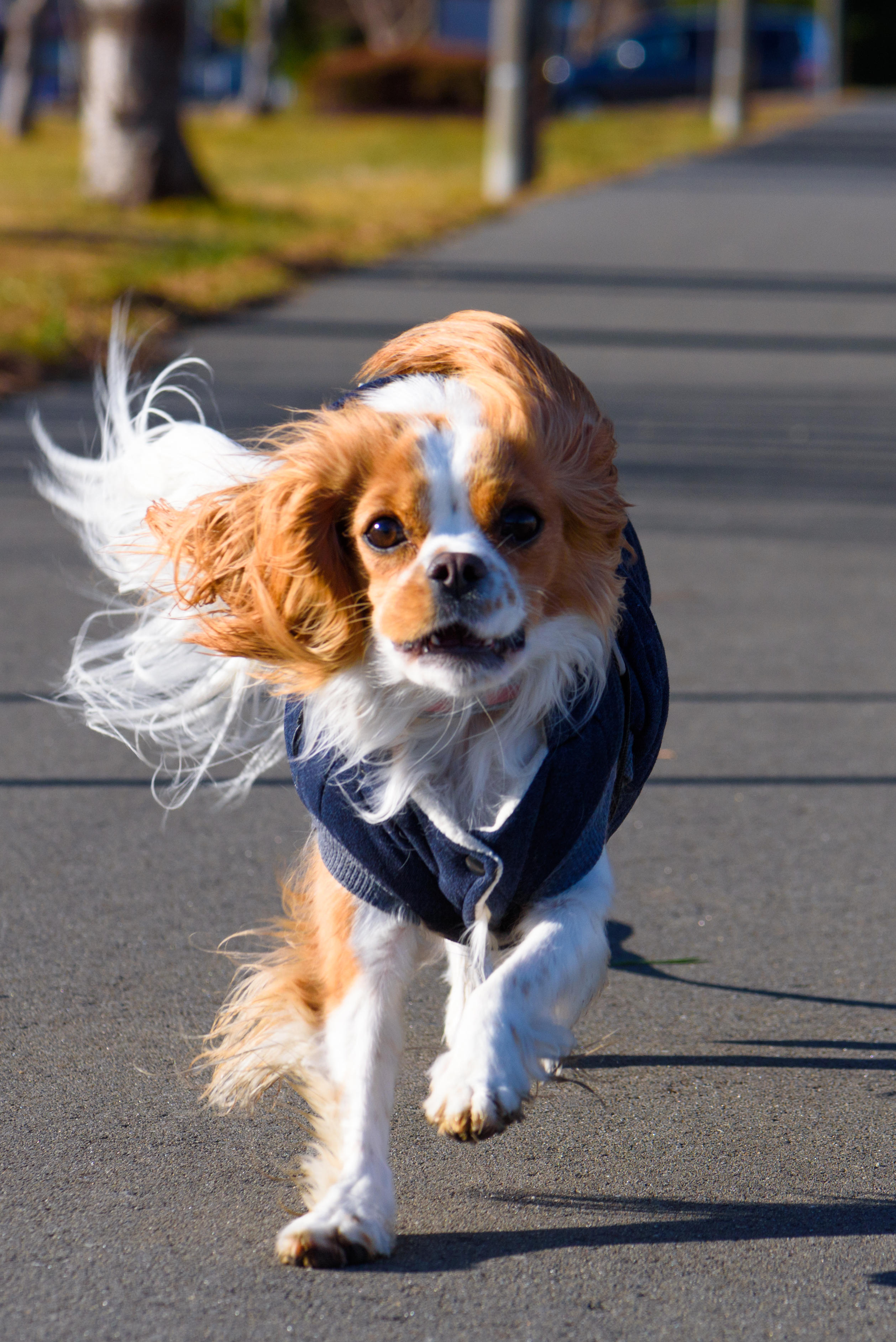 わんにゃんサイトの犬の写真