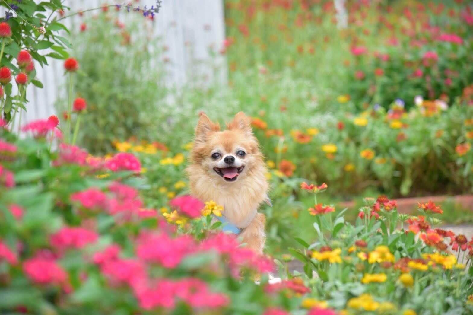 わんにゃんサイトの犬の写真