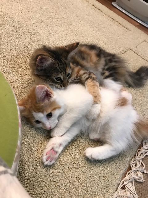 わんにゃんサイトの猫の写真