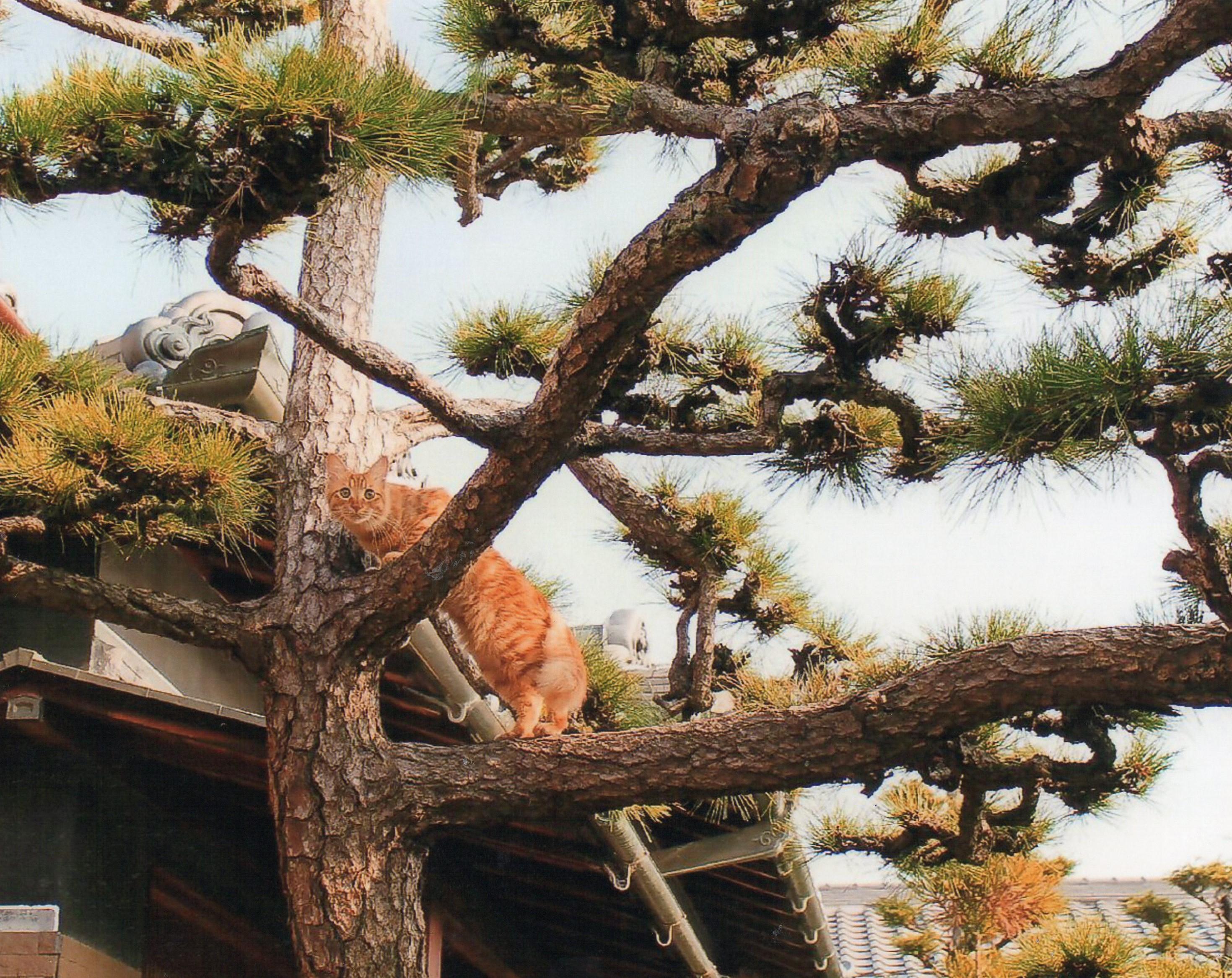 わんにゃんサイトの猫の写真