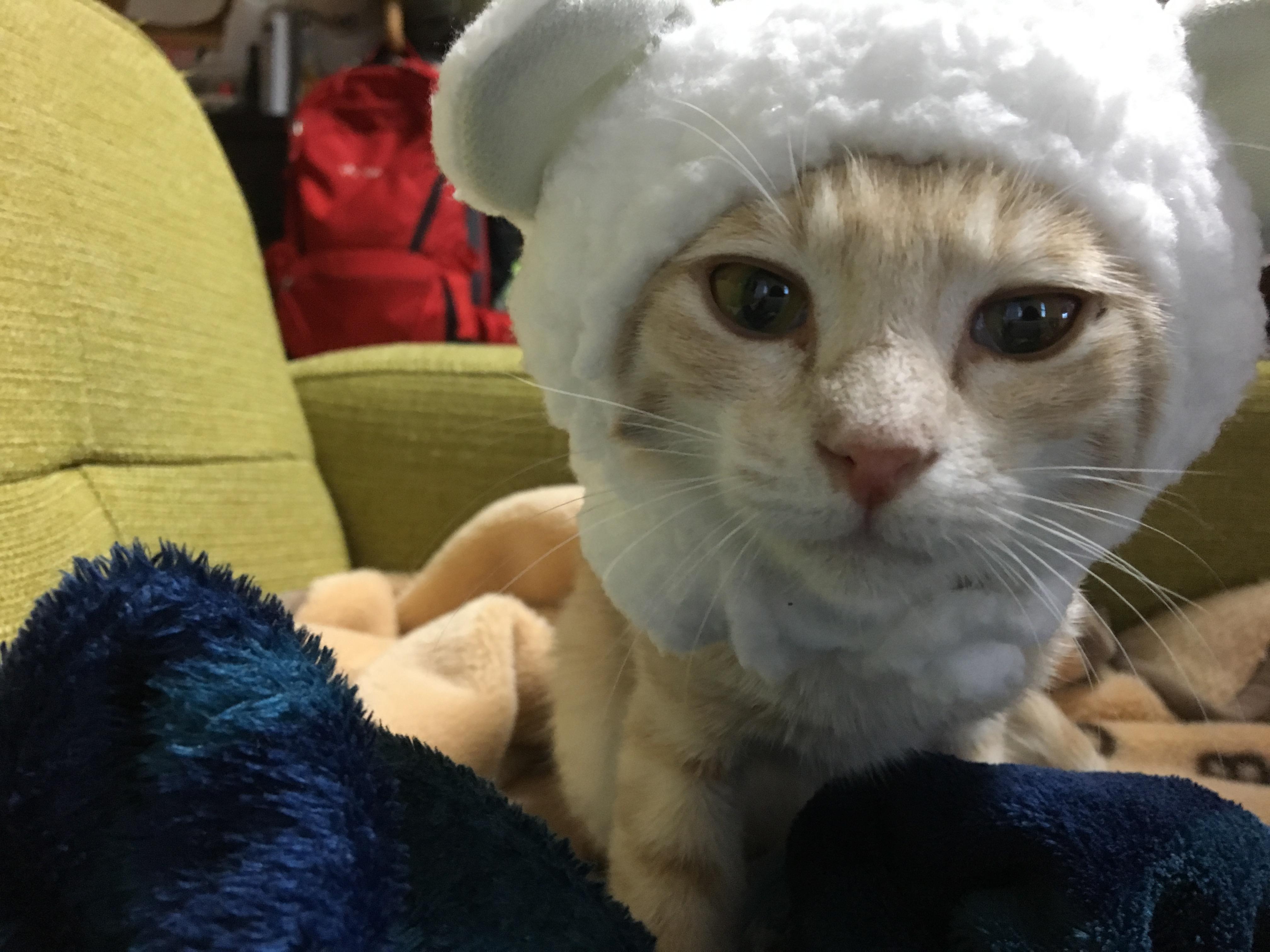 わんにゃんサイトの猫の写真