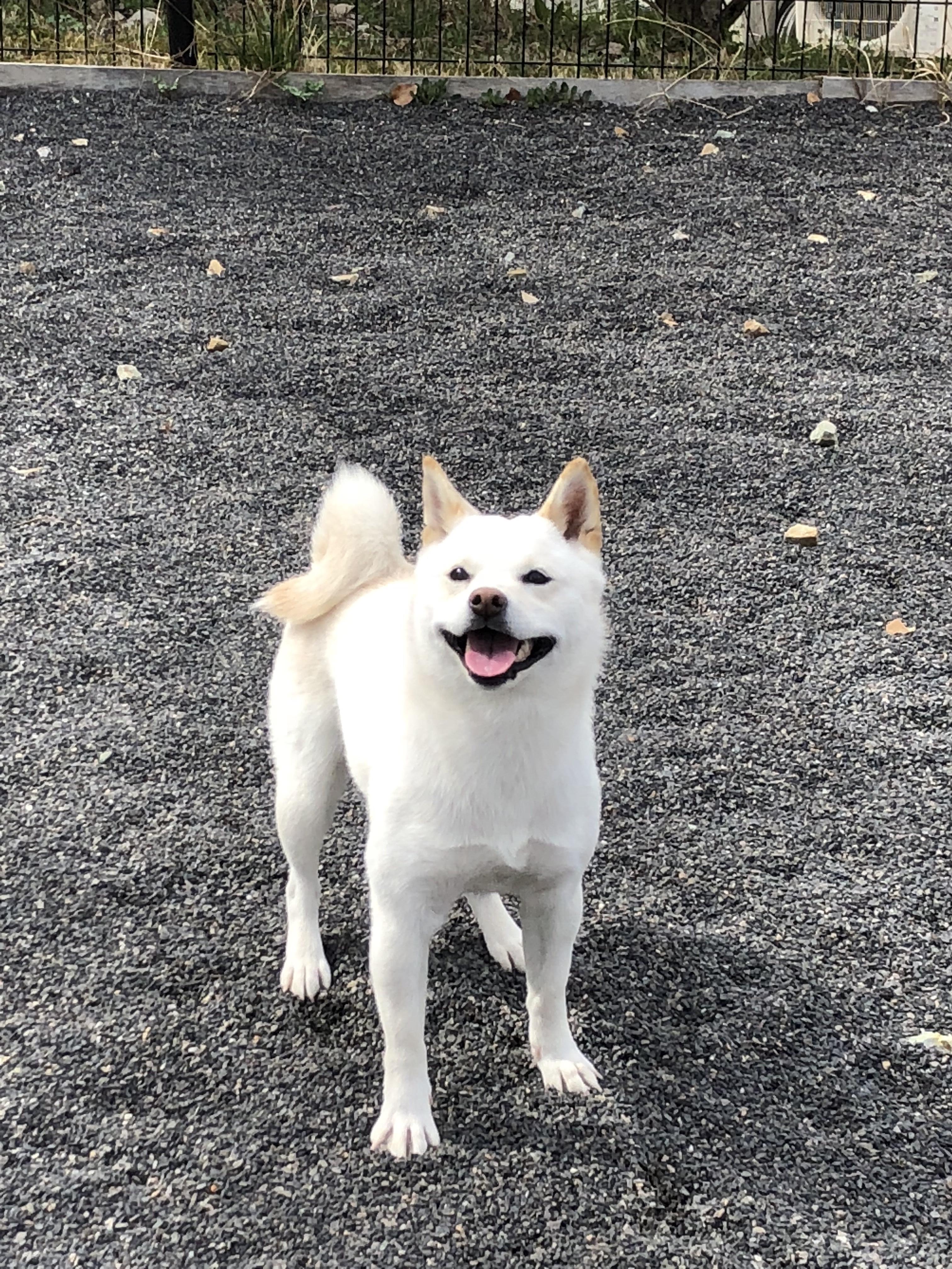 わんにゃんサイトの犬の写真