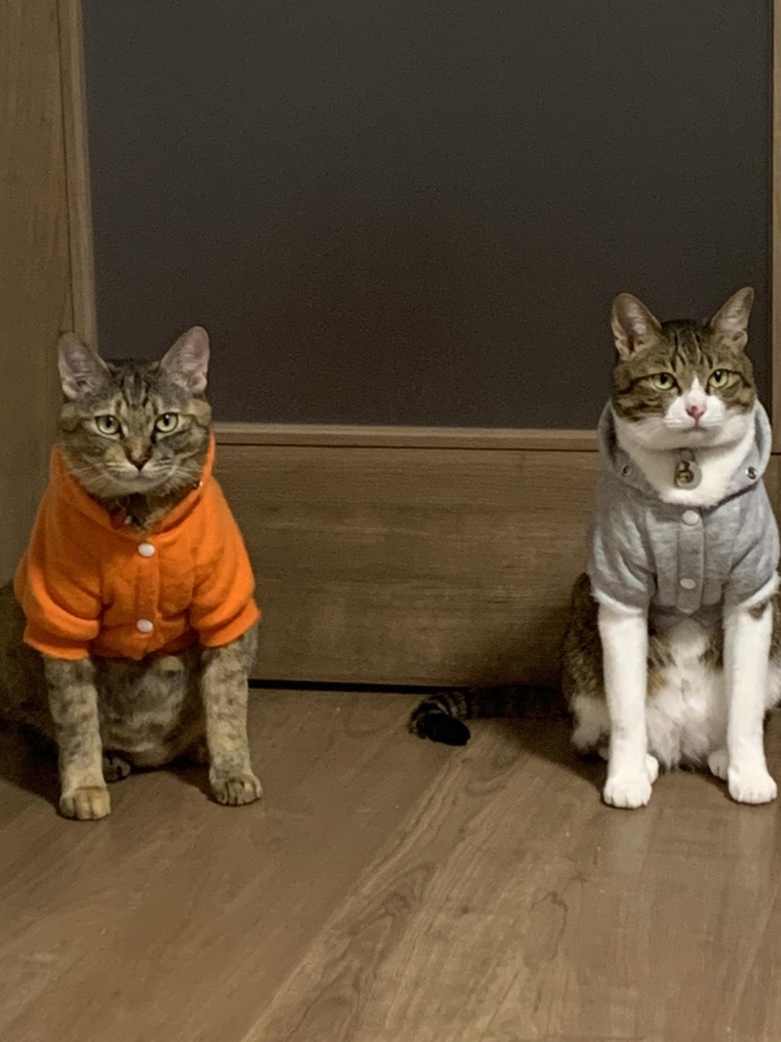 わんにゃんサイトの猫の写真