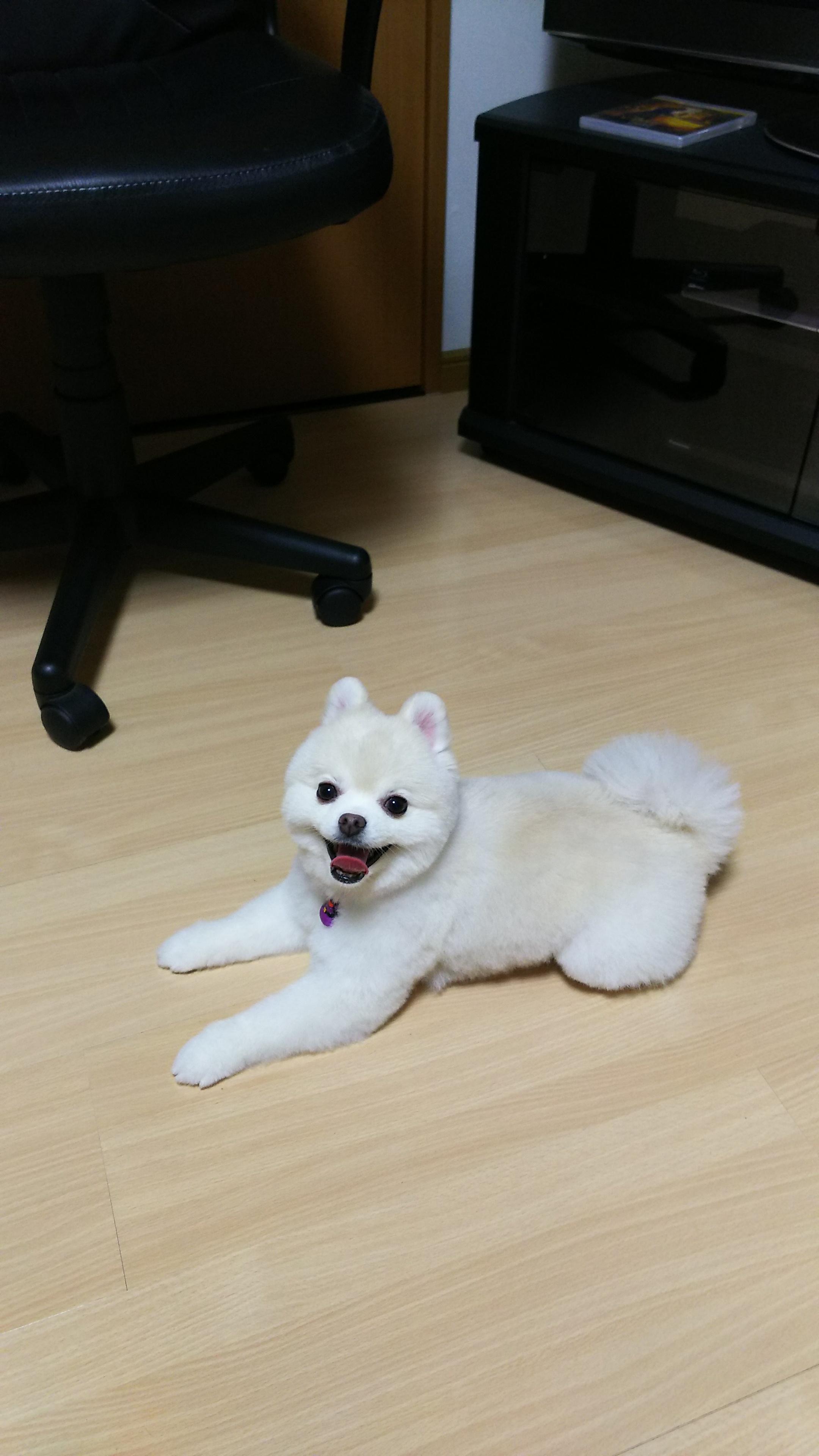 わんにゃんサイトの犬の写真