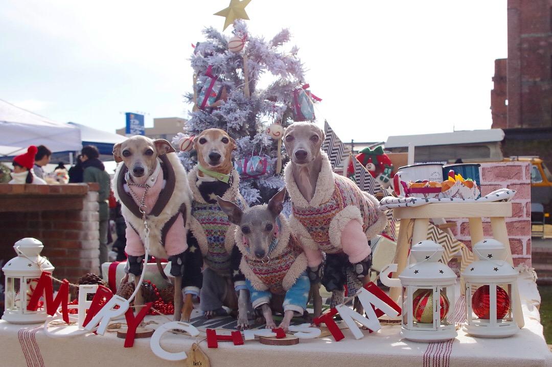 わんにゃんサイトの犬の写真