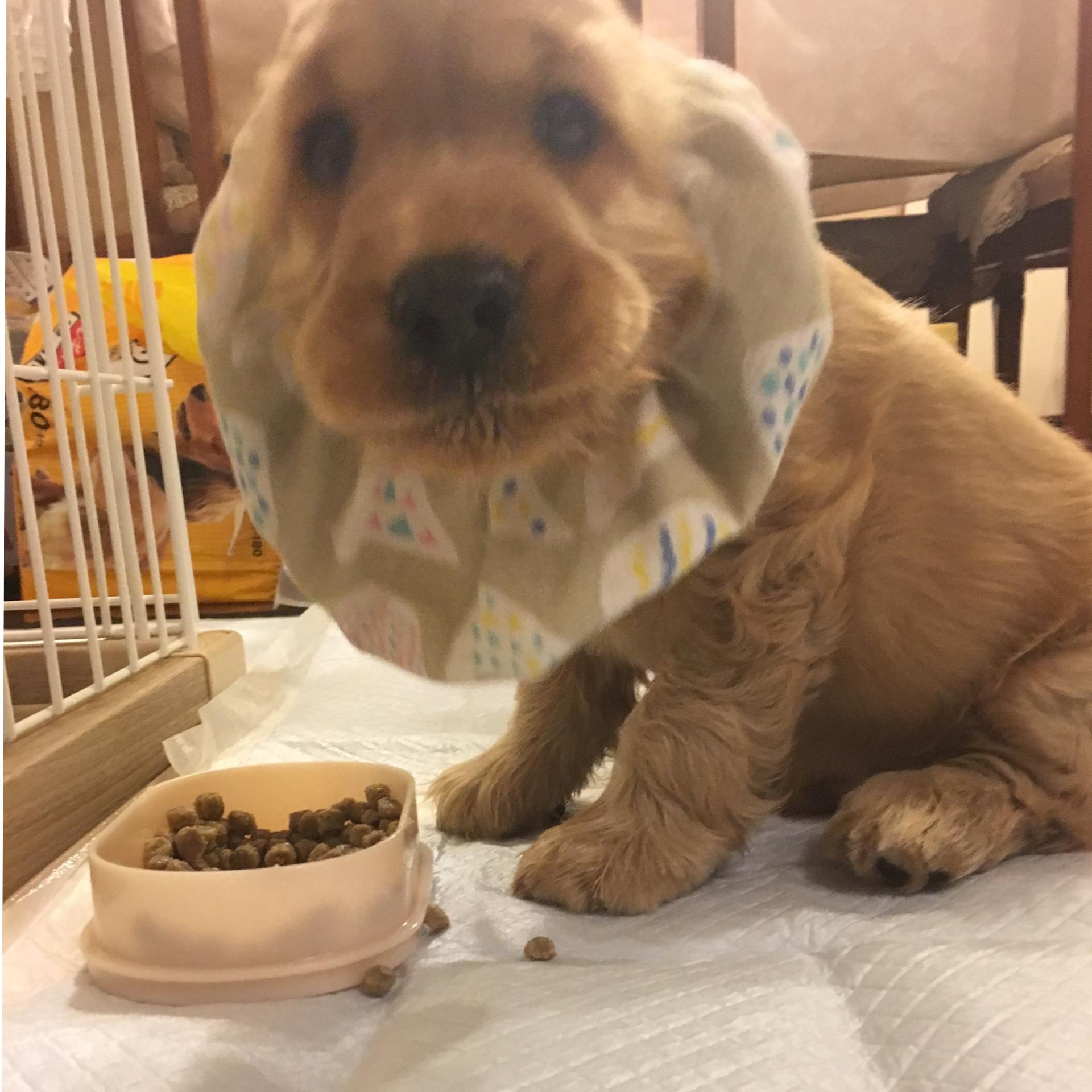 わんにゃんサイトの犬の写真