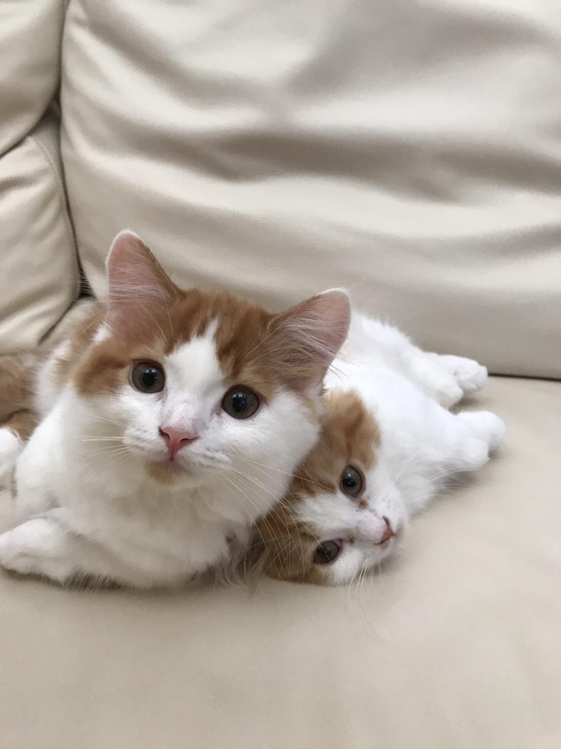 わんにゃんサイトの猫の写真