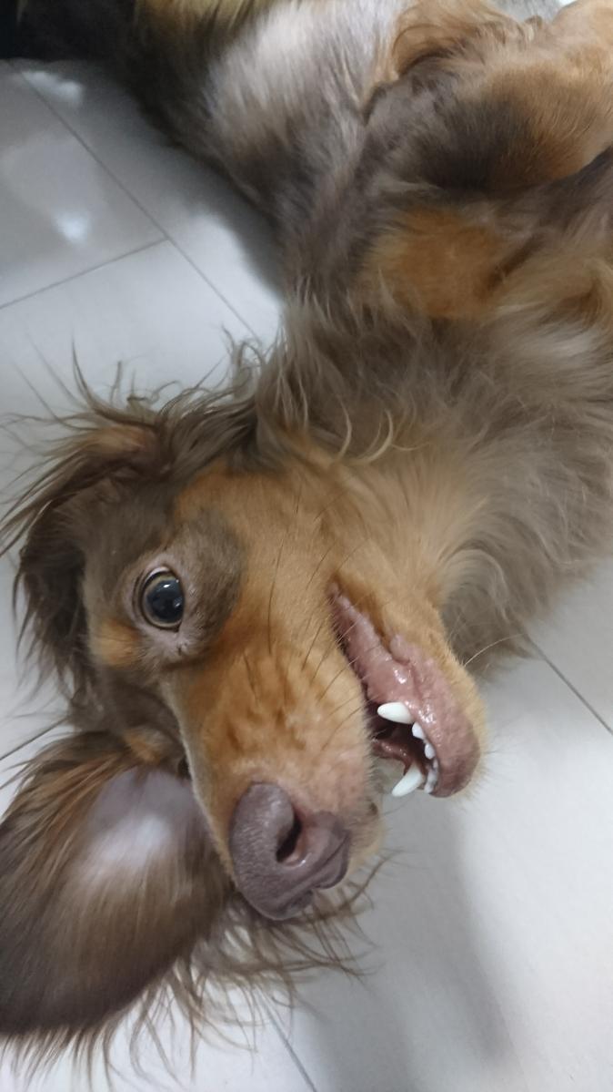 わんにゃんサイトの犬の写真