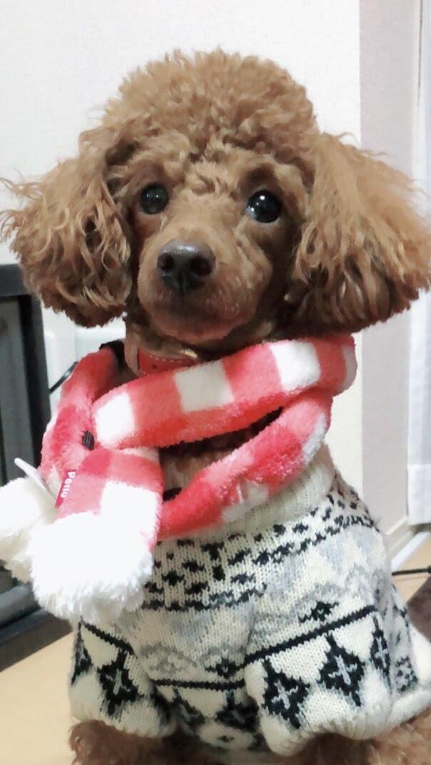 わんにゃんサイトの犬の写真