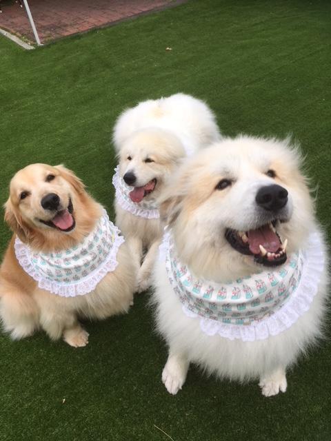 わんにゃんサイトの犬の写真