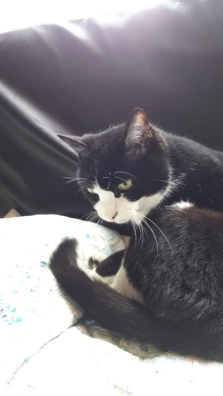 わんにゃんサイトの猫の写真