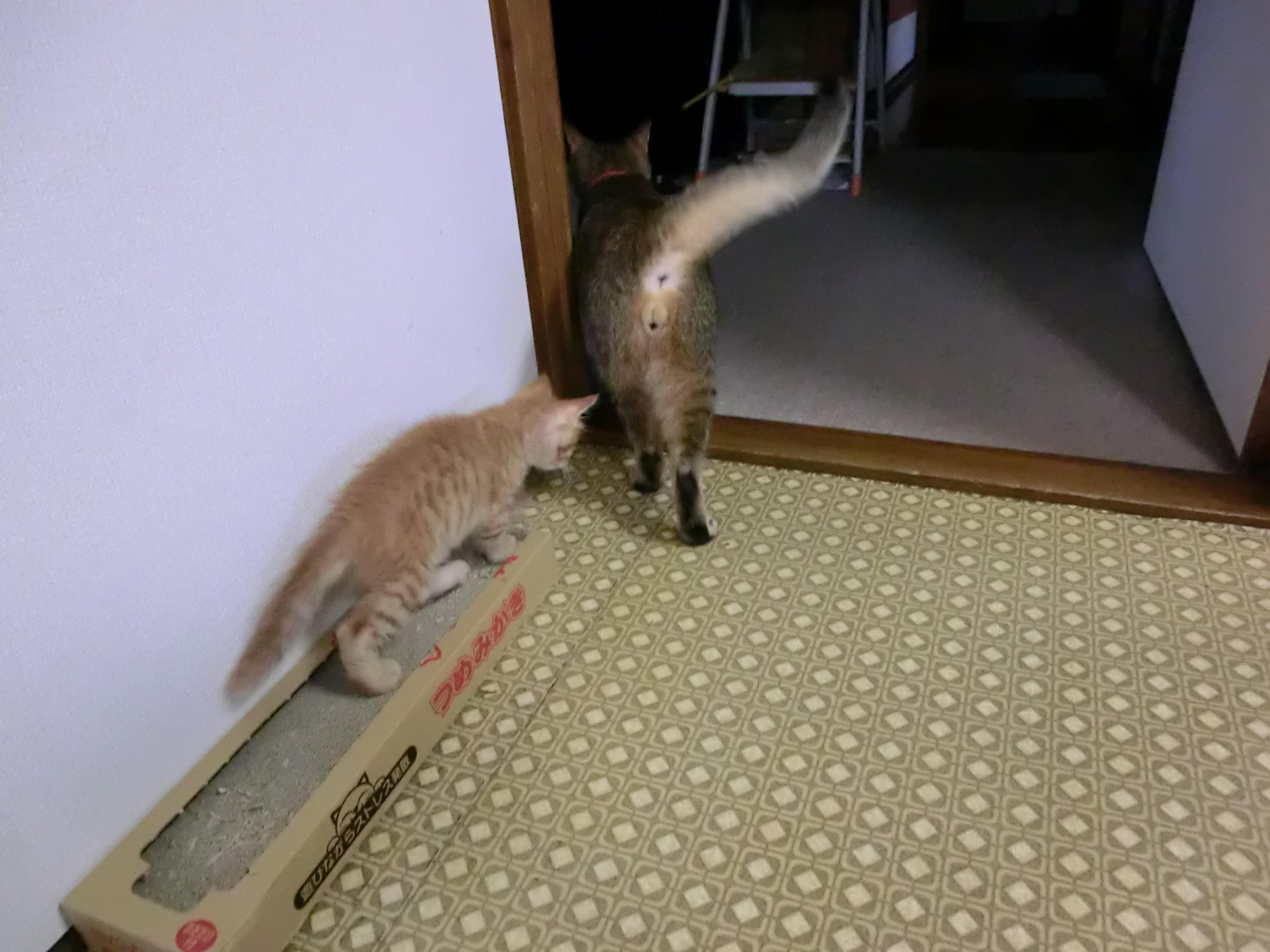 わんにゃんサイトの猫の写真