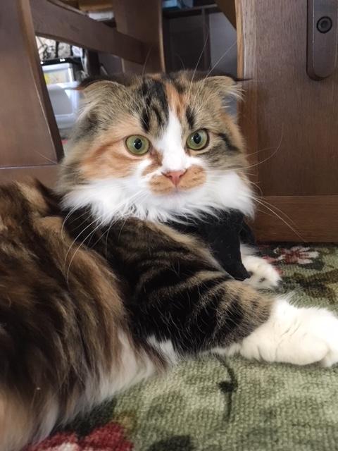 わんにゃんサイトの猫の写真