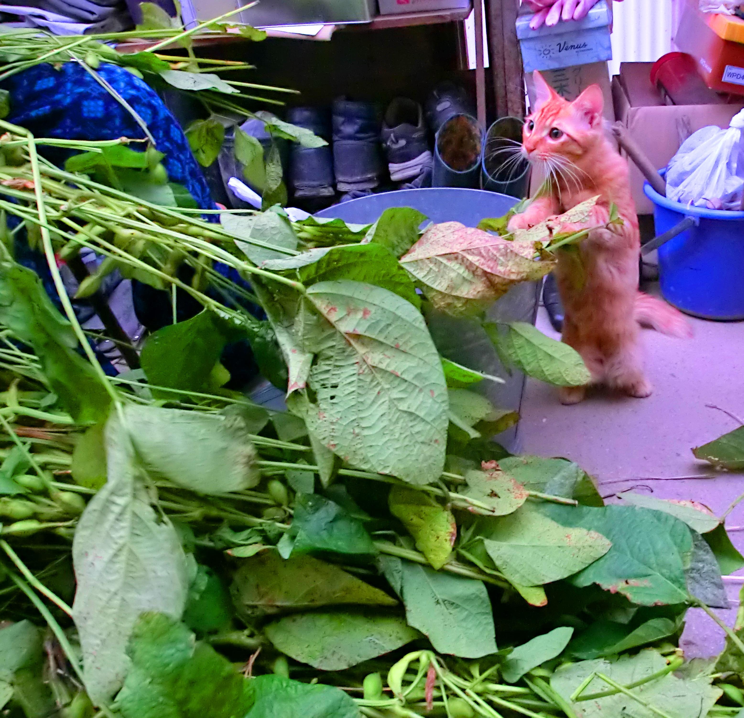 わんにゃんサイトの猫の写真