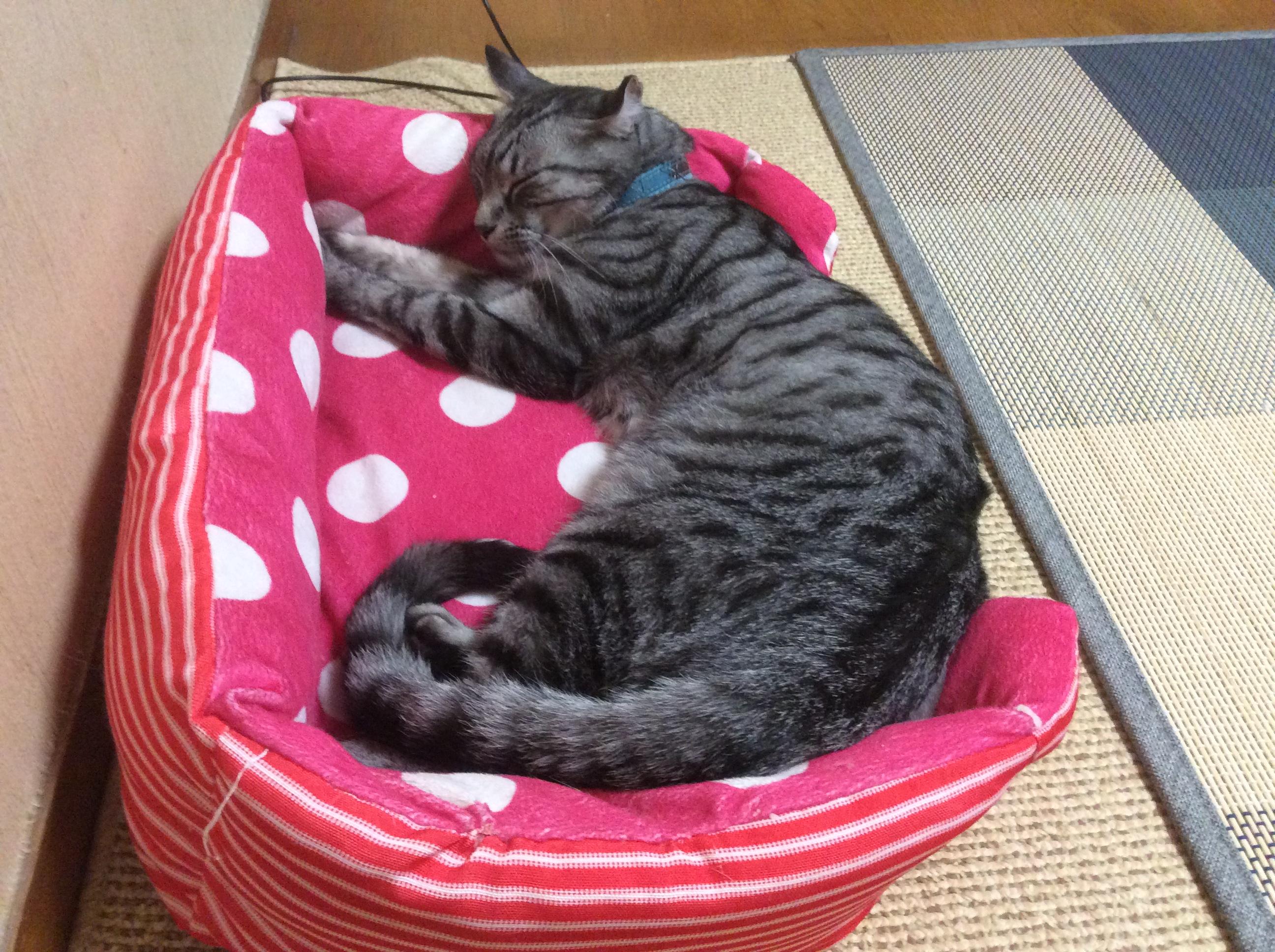 わんにゃんサイトの猫の写真