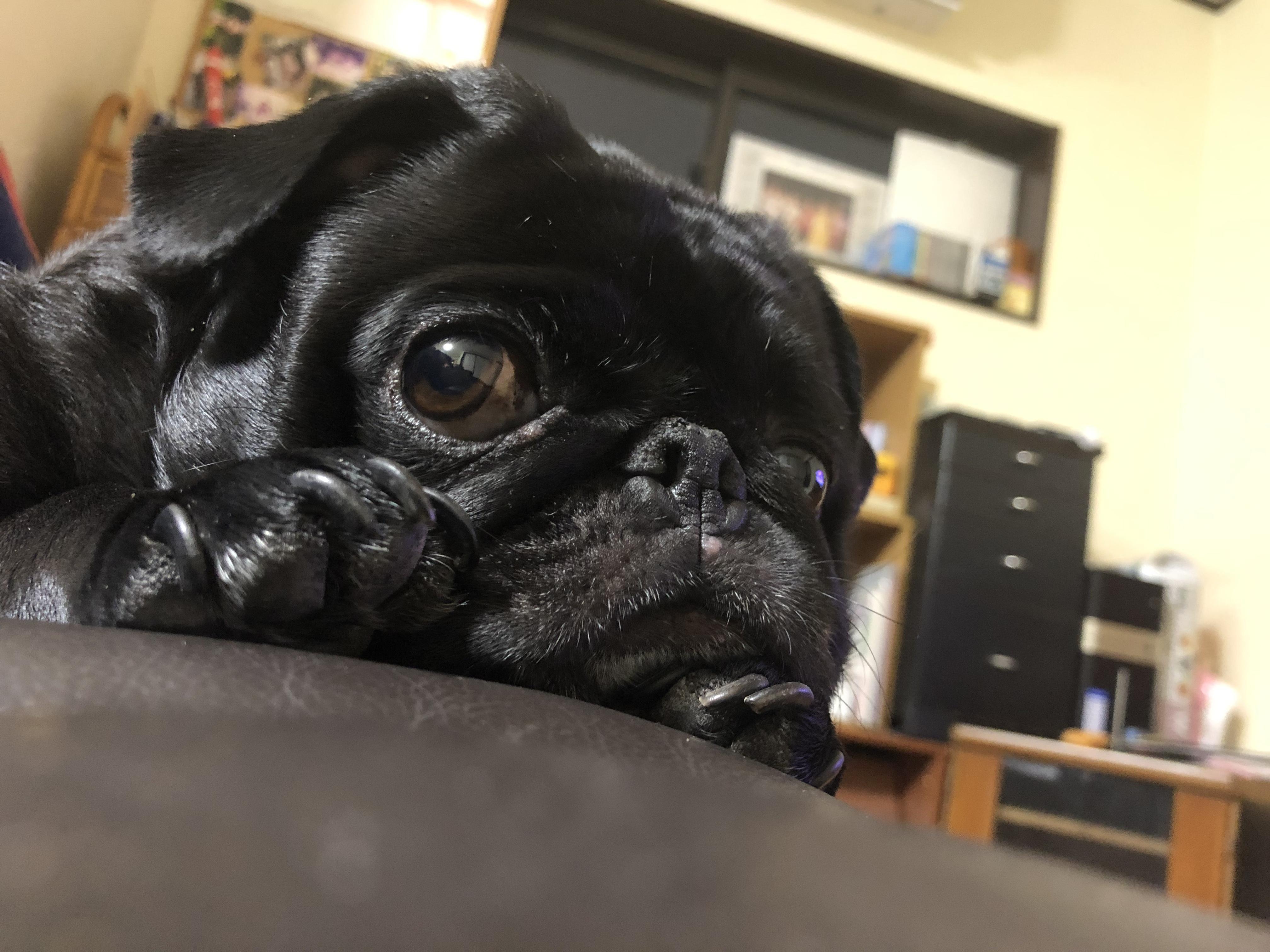 わんにゃんサイトの犬の写真