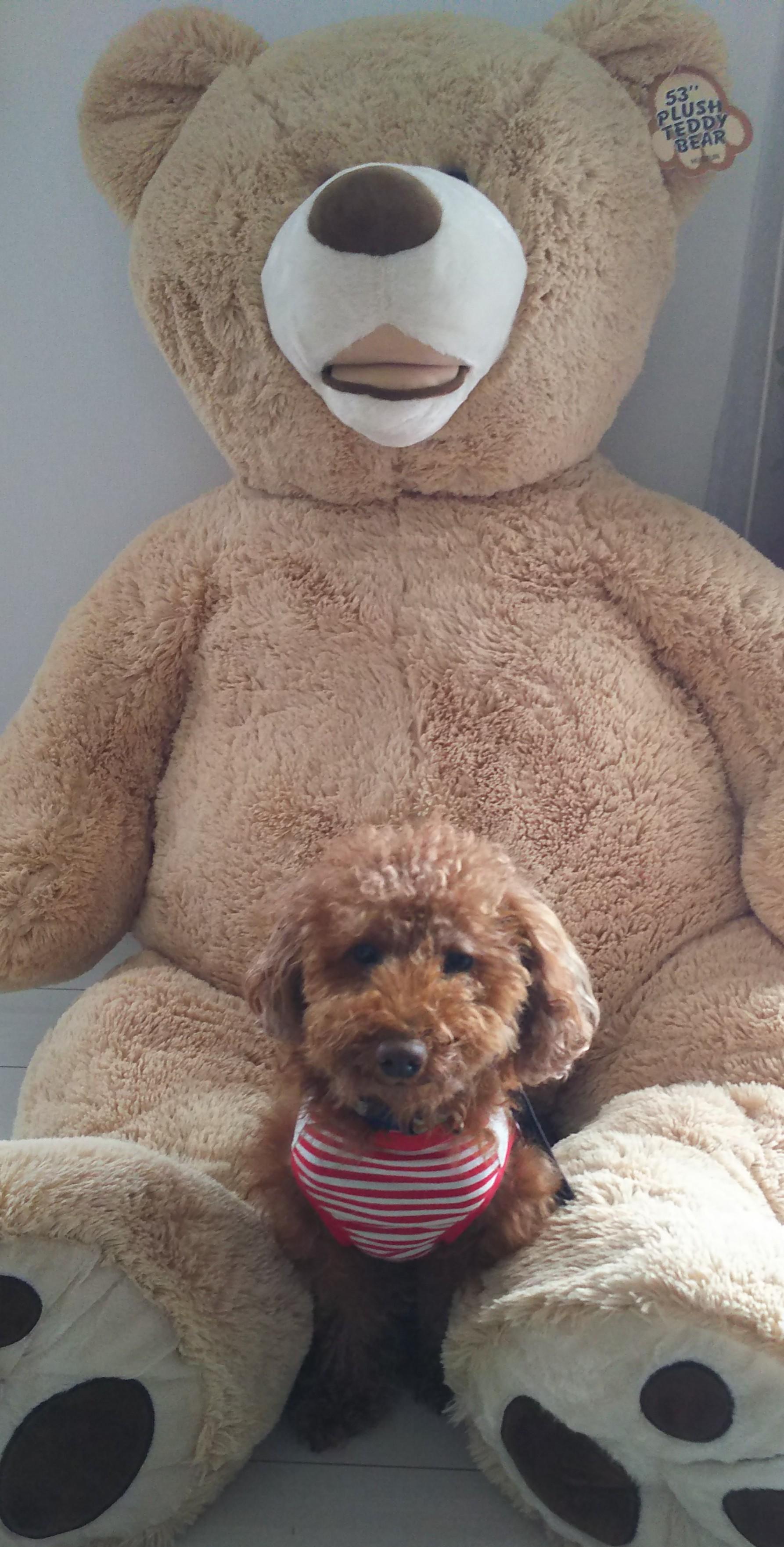 わんにゃんサイトの犬の写真