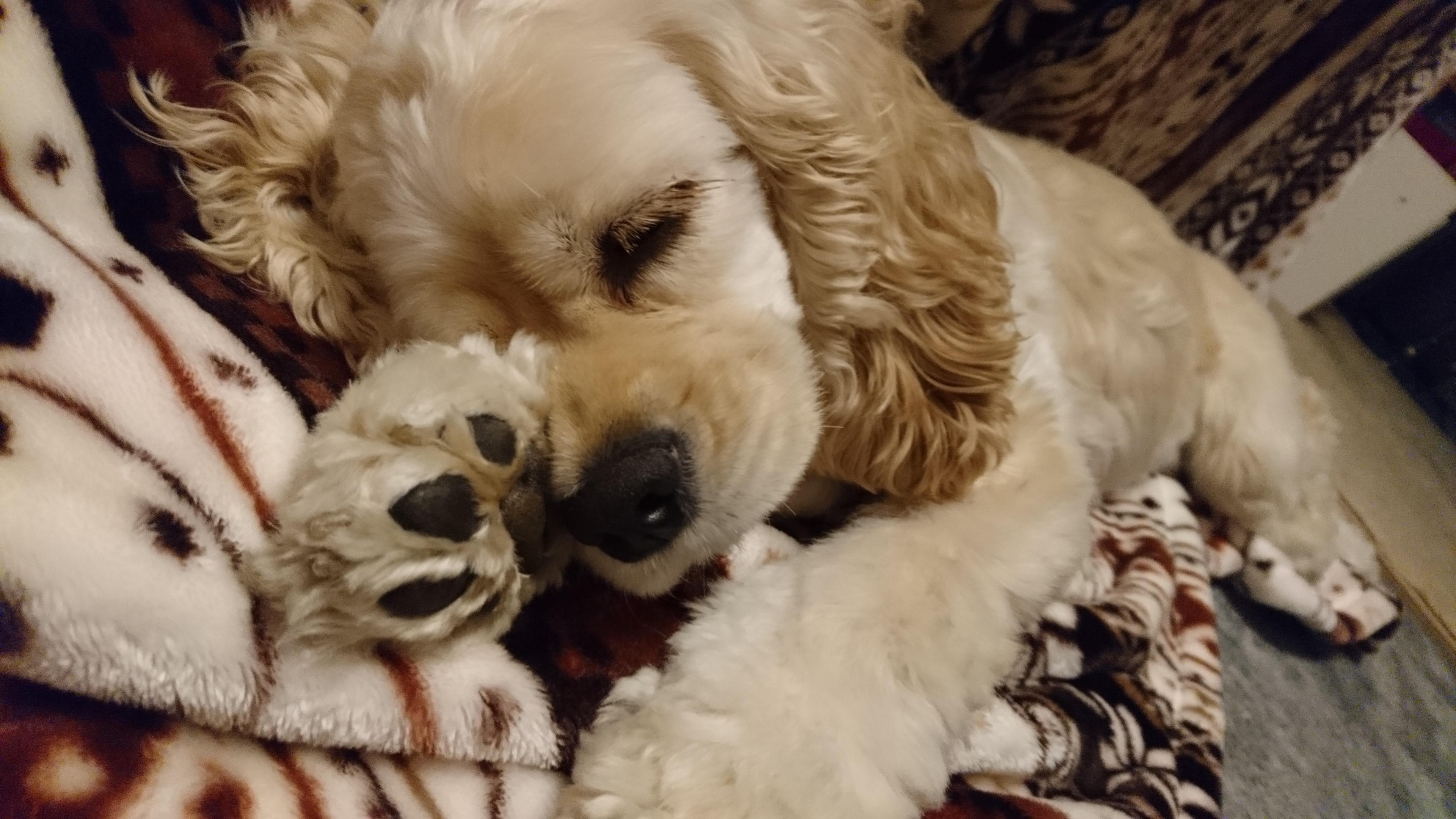 わんにゃんサイトの犬の写真