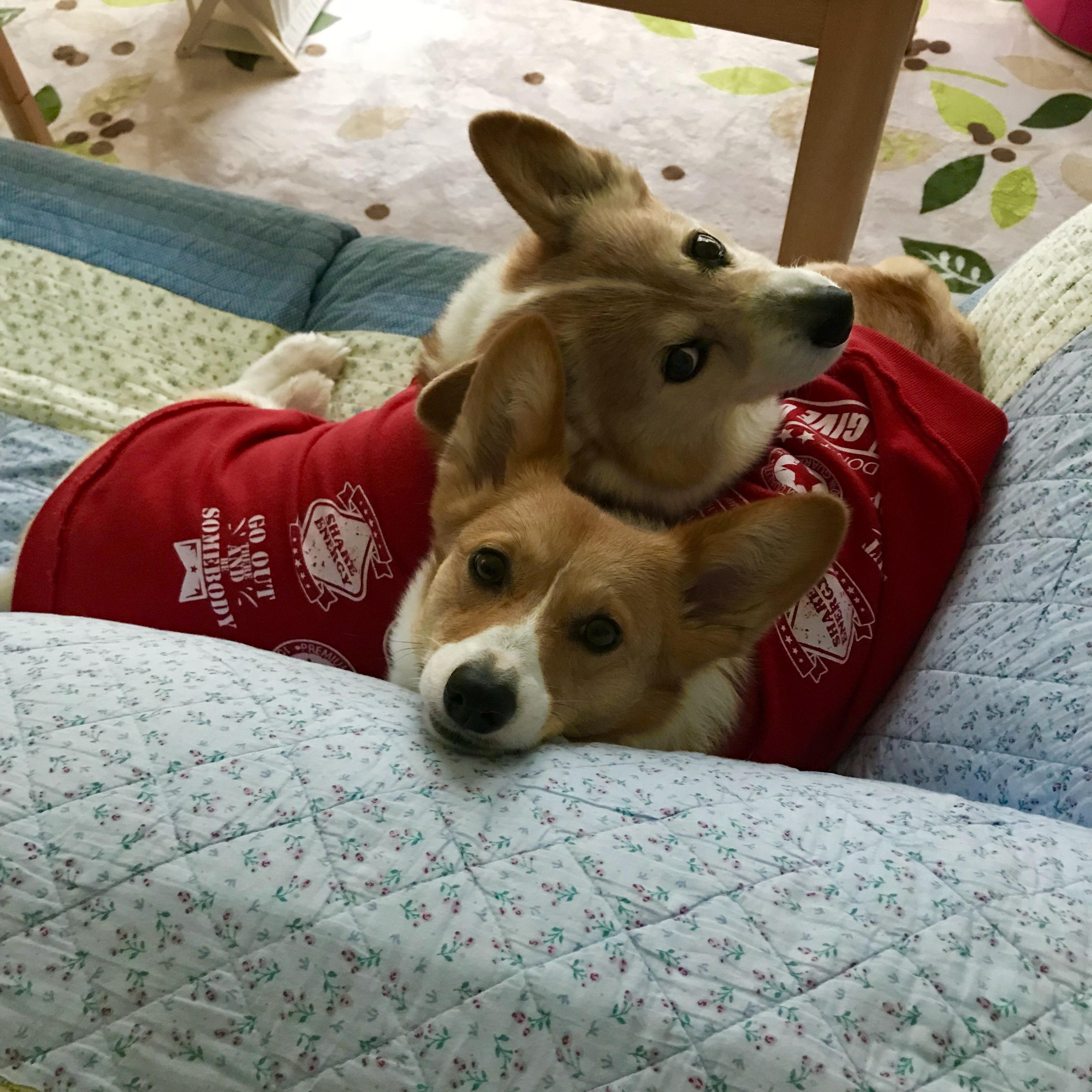 わんにゃんサイトの犬の写真