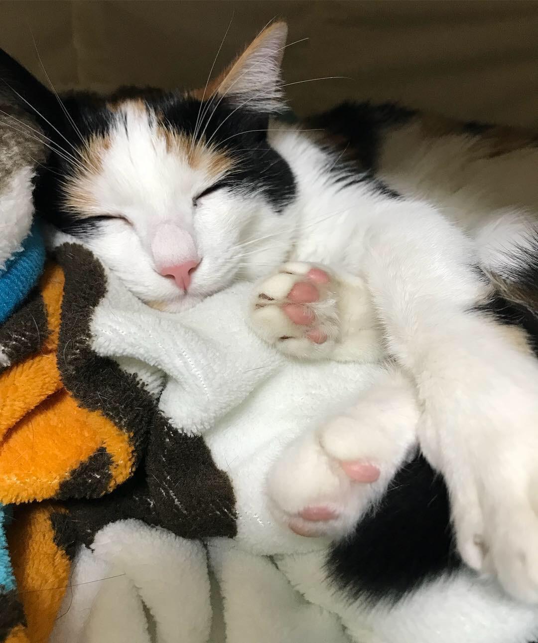 わんにゃんサイトの猫の写真