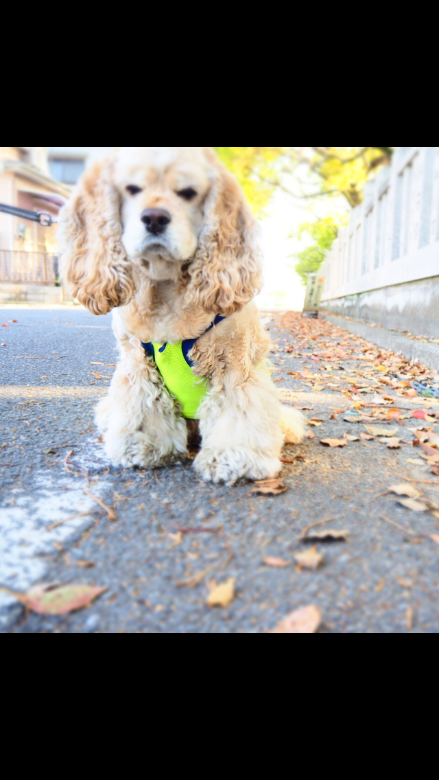 わんにゃんサイトの犬の写真