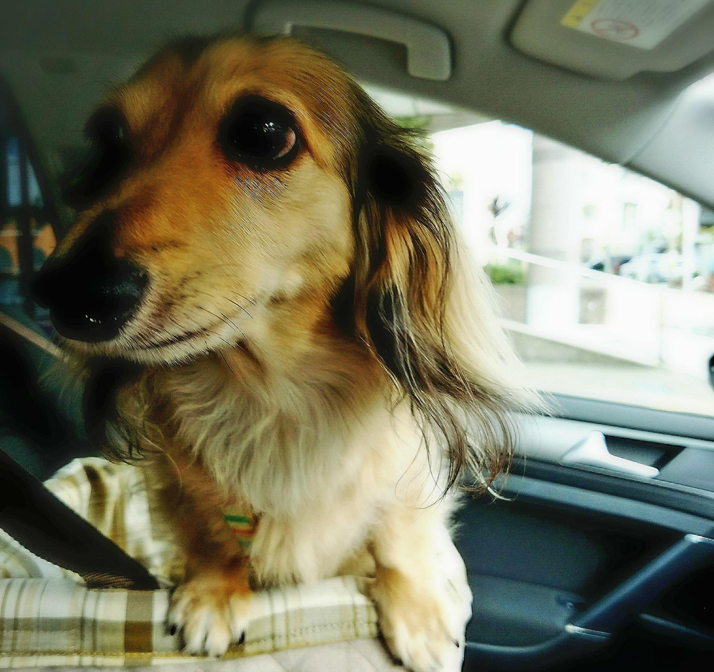 わんにゃんサイトの犬の写真