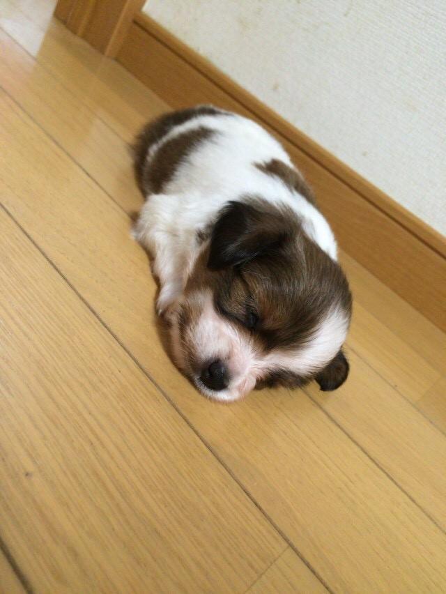 わんにゃんサイトの犬の写真