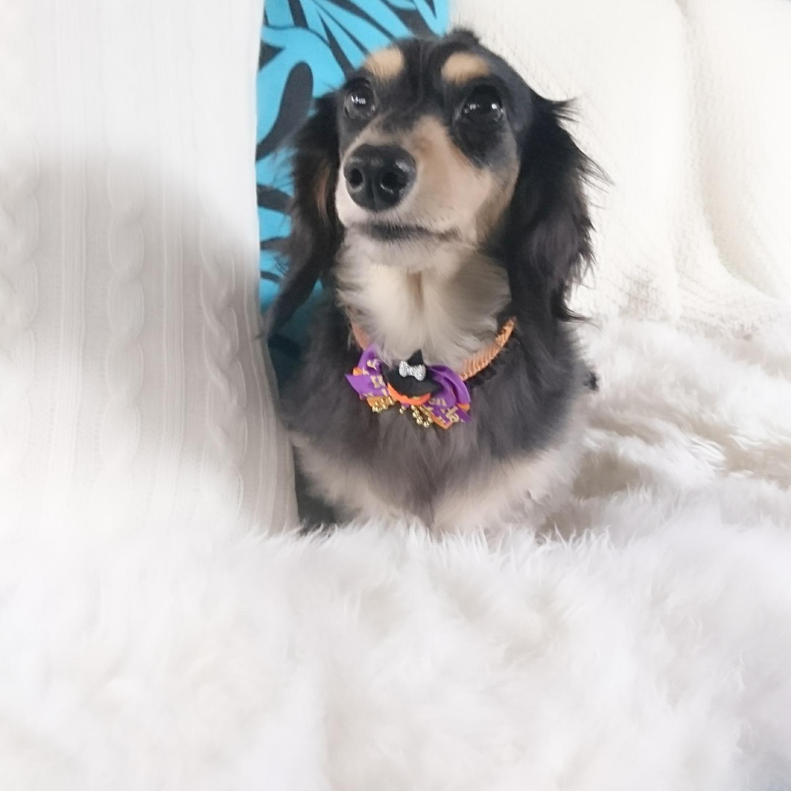 わんにゃんサイトの犬の写真