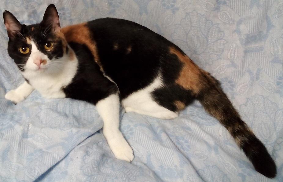 わんにゃんサイトの猫の写真