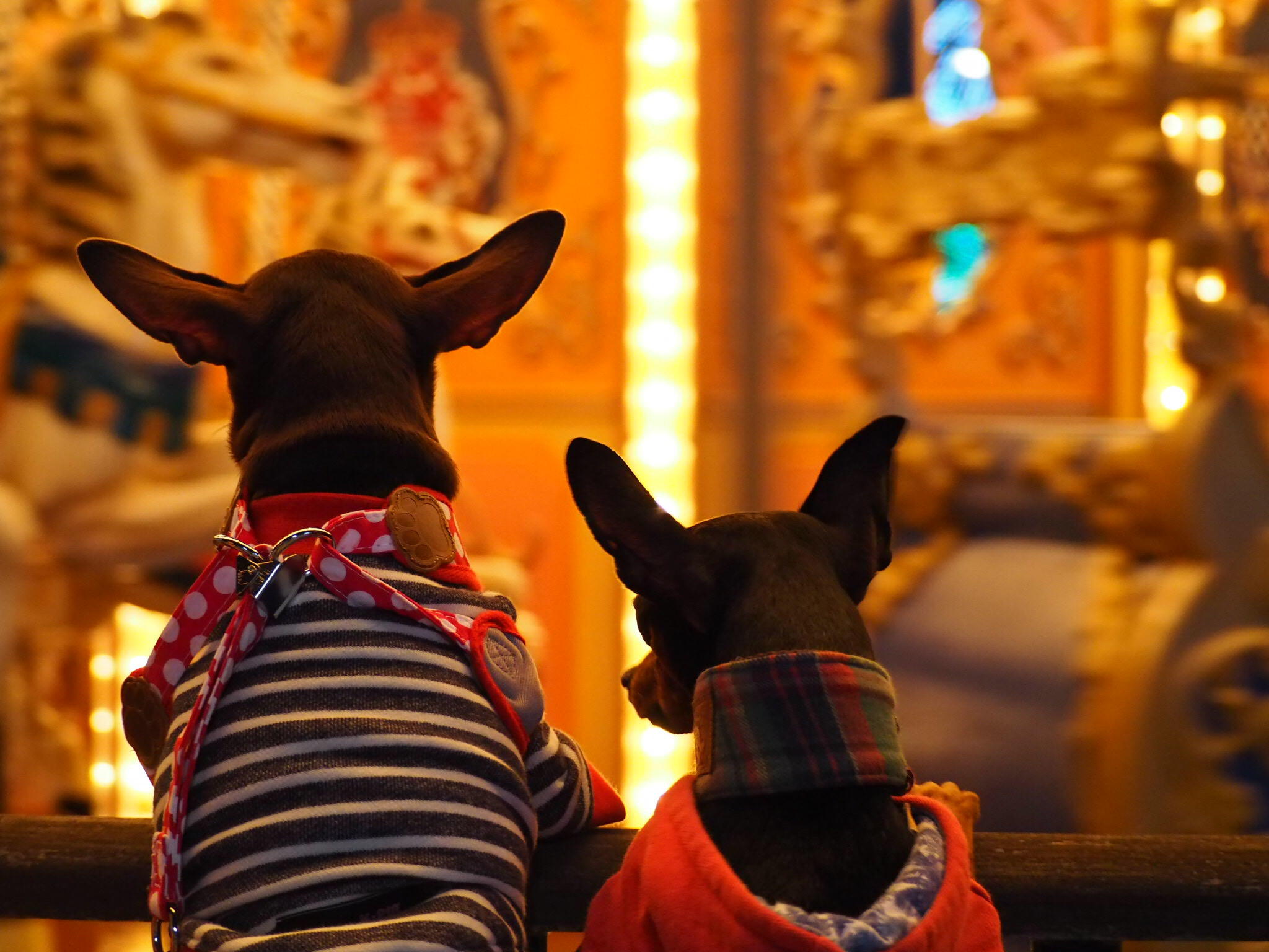 わんにゃんサイトの犬の写真