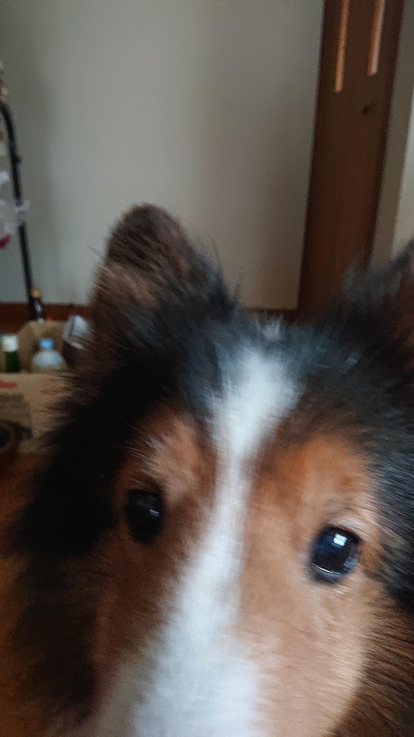 わんにゃんサイトの犬の写真