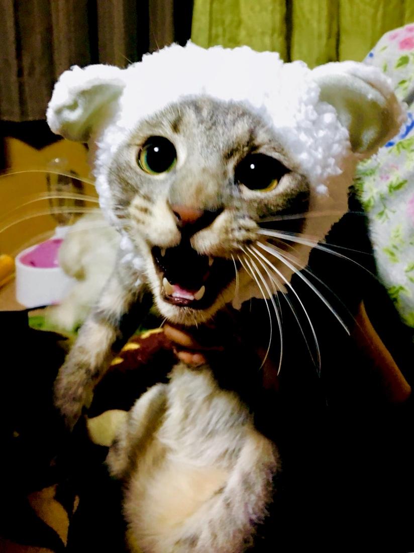 わんにゃんサイトの猫の写真