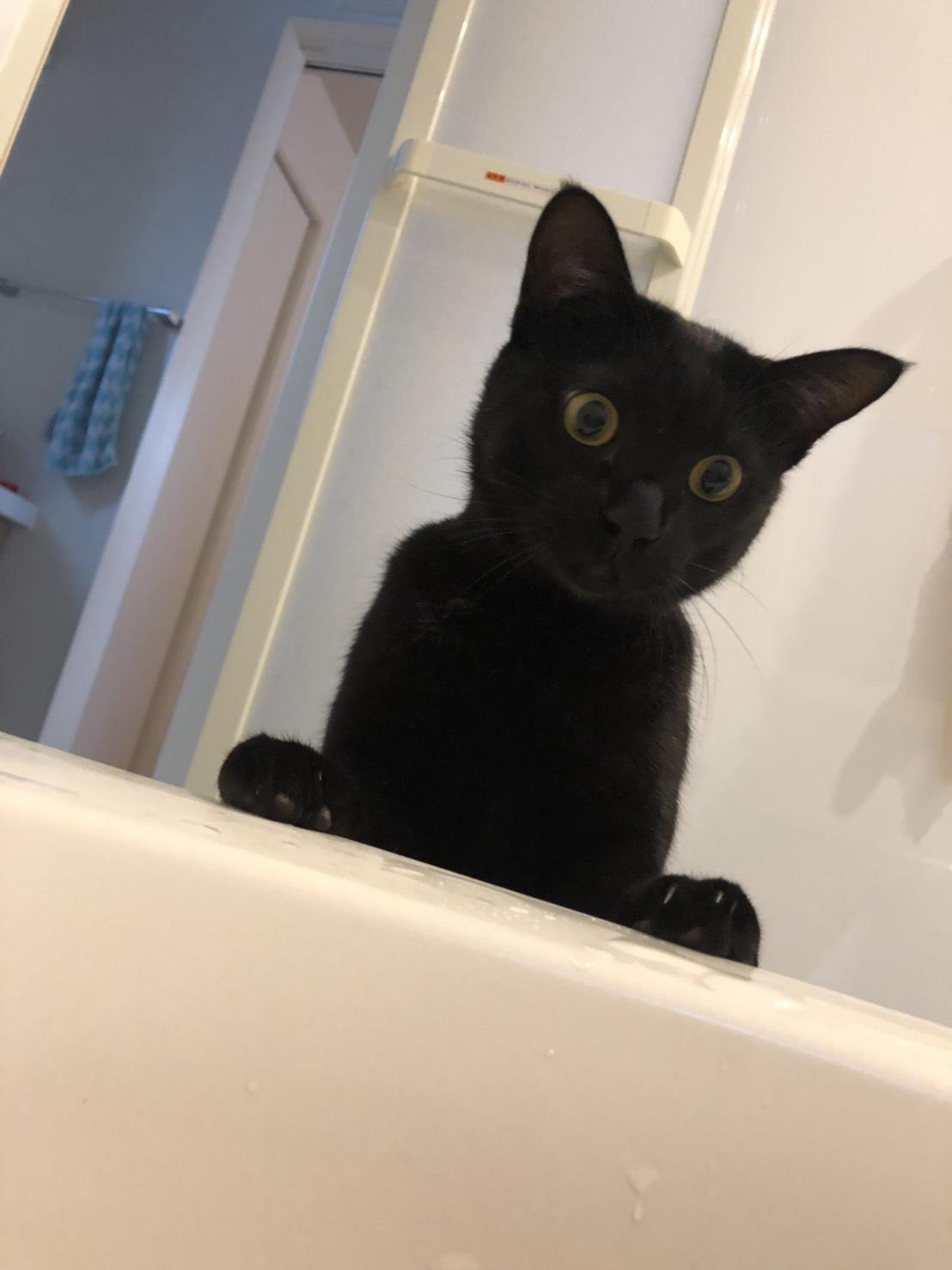 わんにゃんサイトの猫の写真