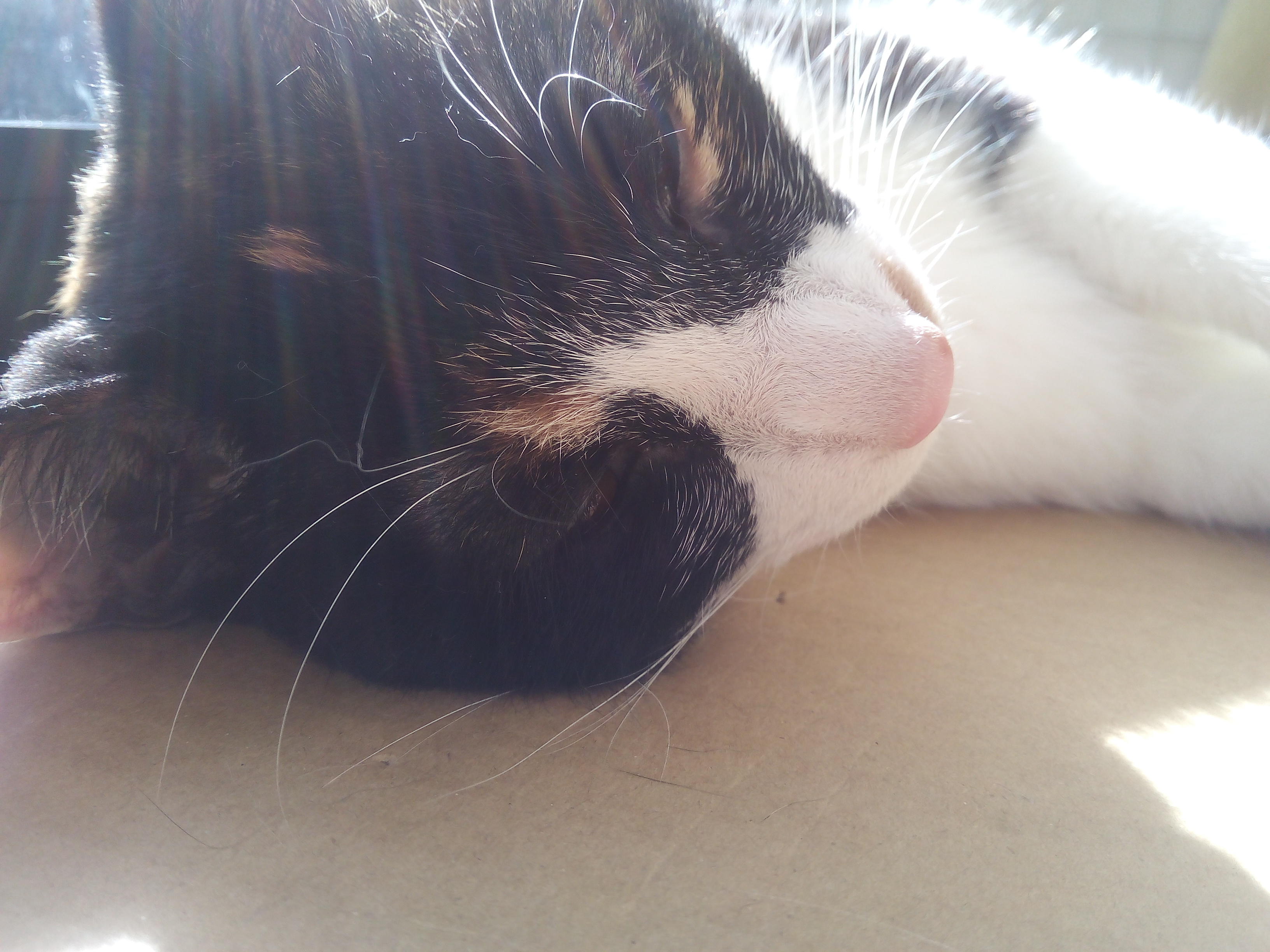 わんにゃんサイトの猫の写真