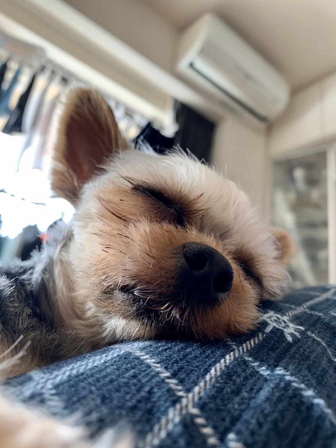 わんにゃんサイトの犬の写真