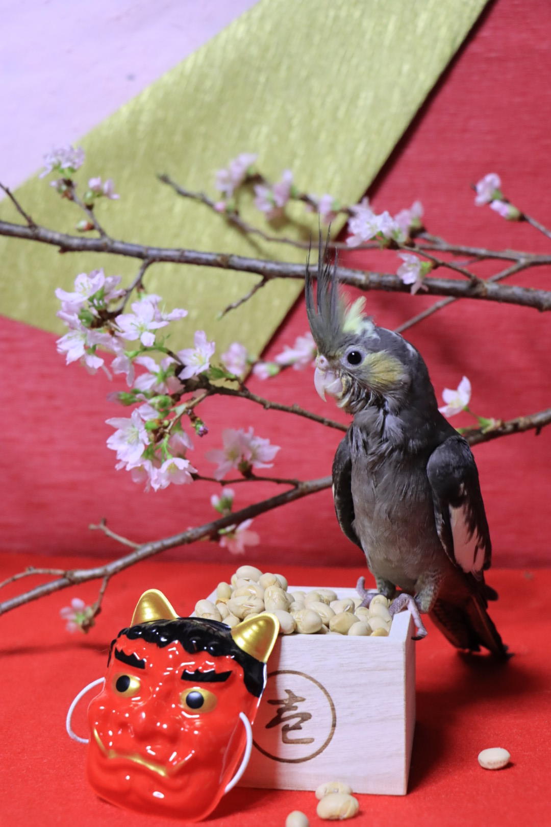 わんにゃんサイトのその他の写真