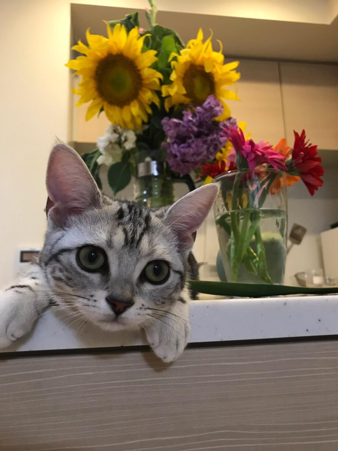 わんにゃんサイトの猫の写真