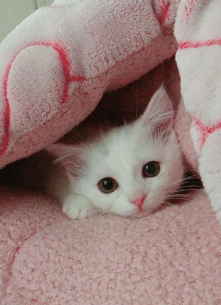 わんにゃんサイトの猫の写真