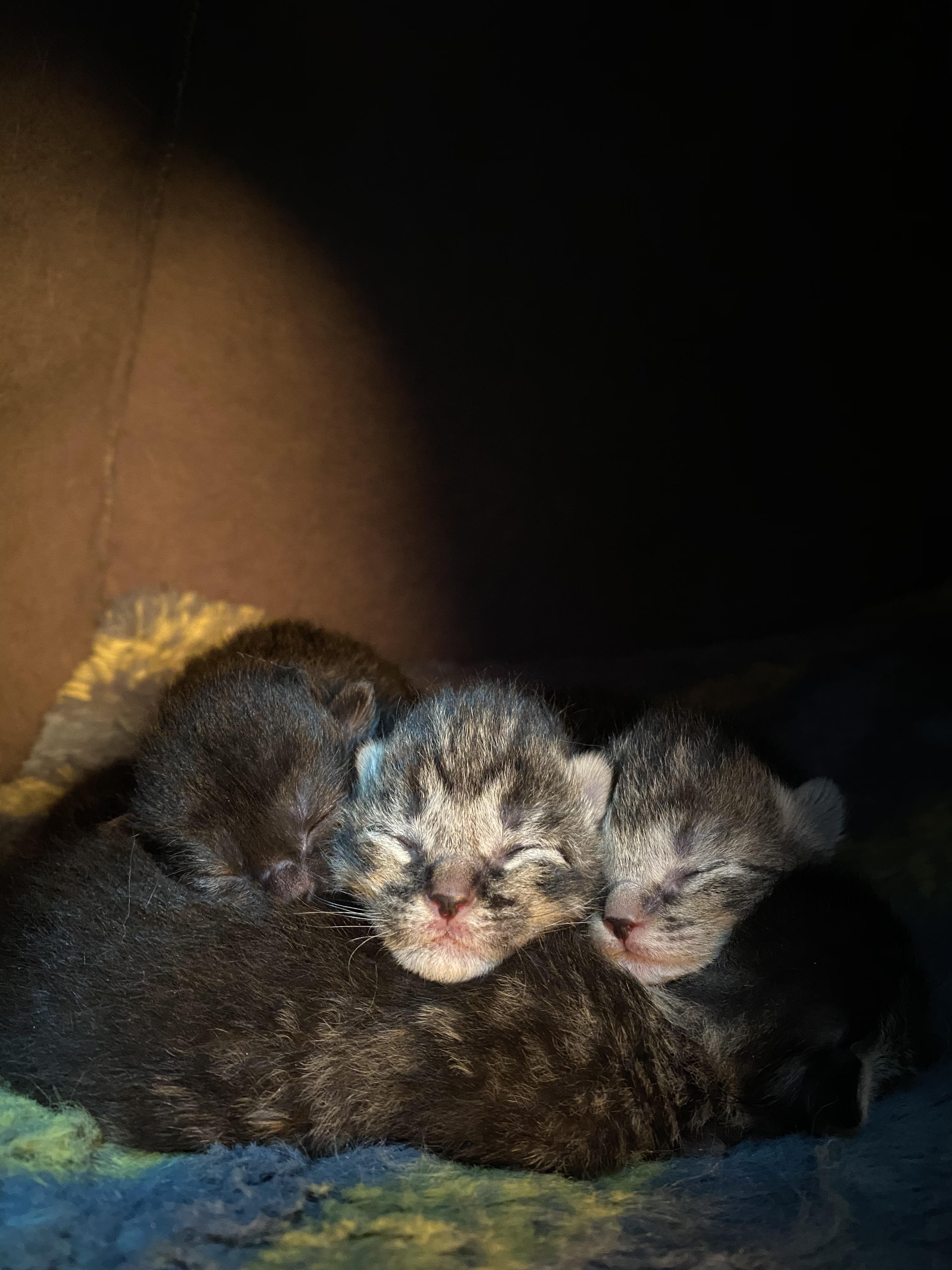 わんにゃんサイトの猫の写真