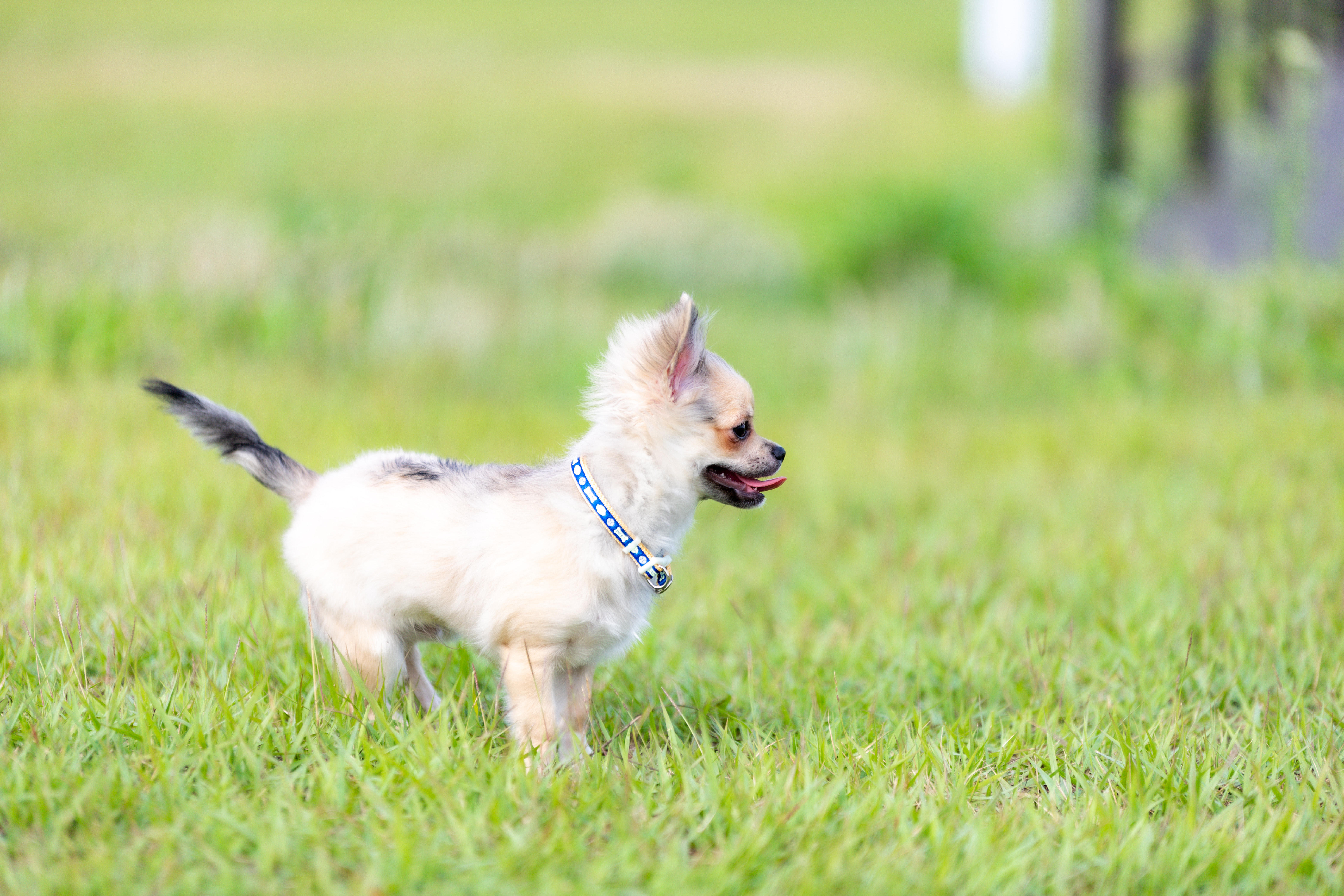 わんにゃんサイトの犬の写真