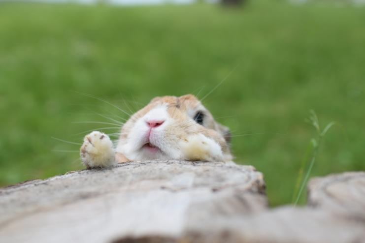 わんにゃんサイトのその他の写真