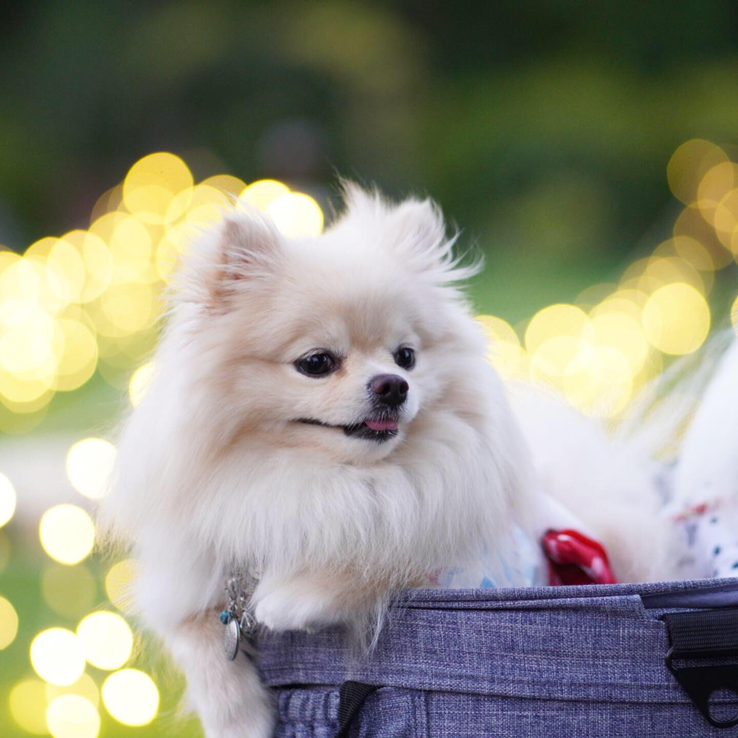 わんにゃんサイトの犬の写真