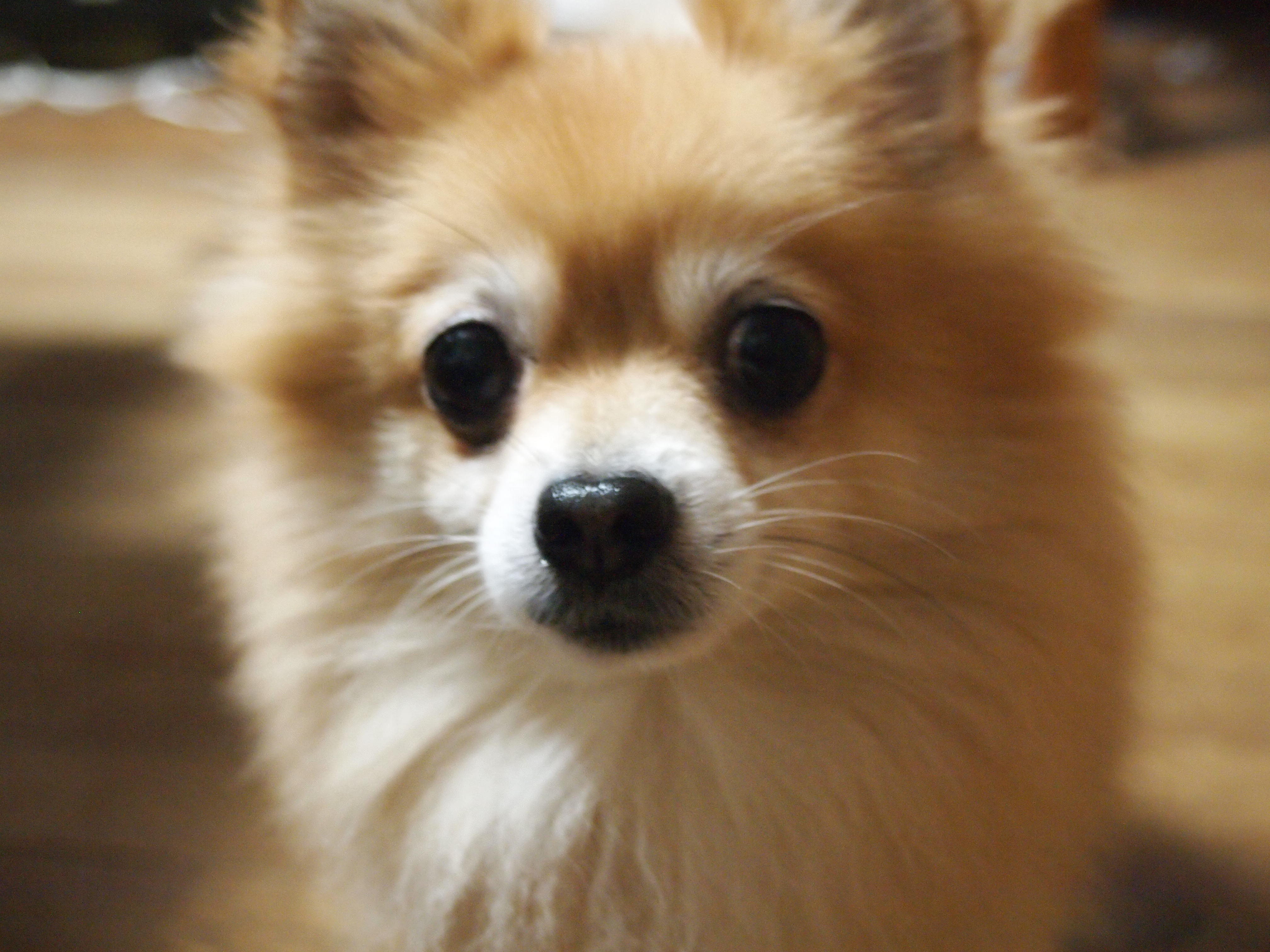 わんにゃんサイトの犬の写真