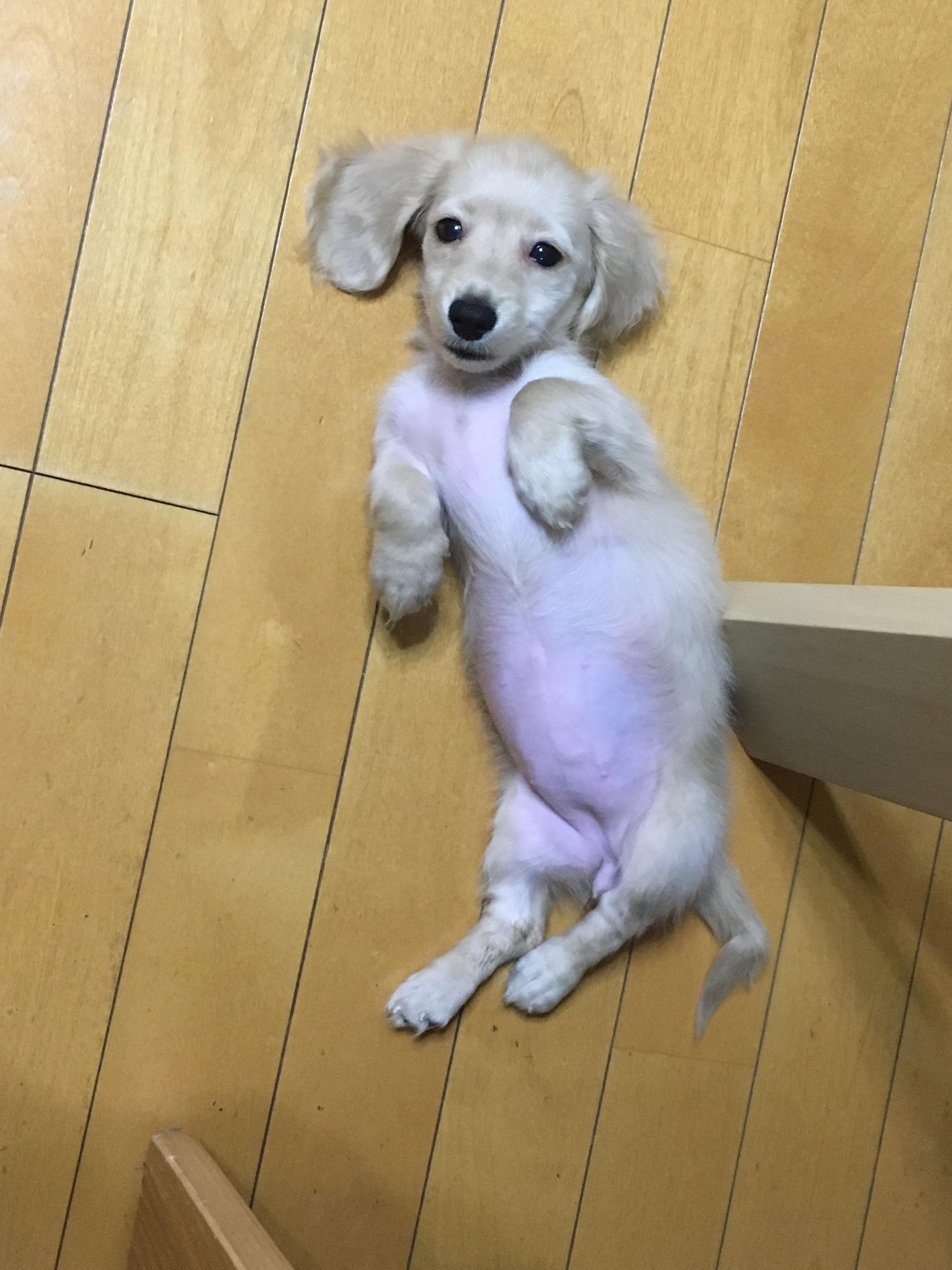 わんにゃんサイトの犬の写真